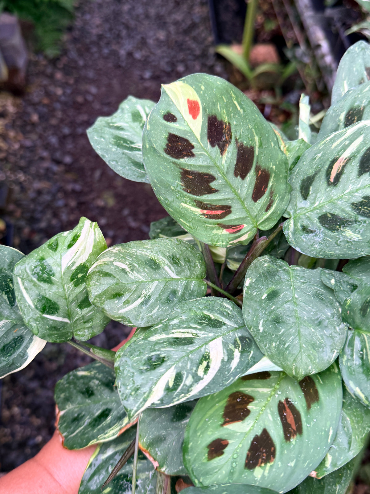 Maranta 'Variegata' N52