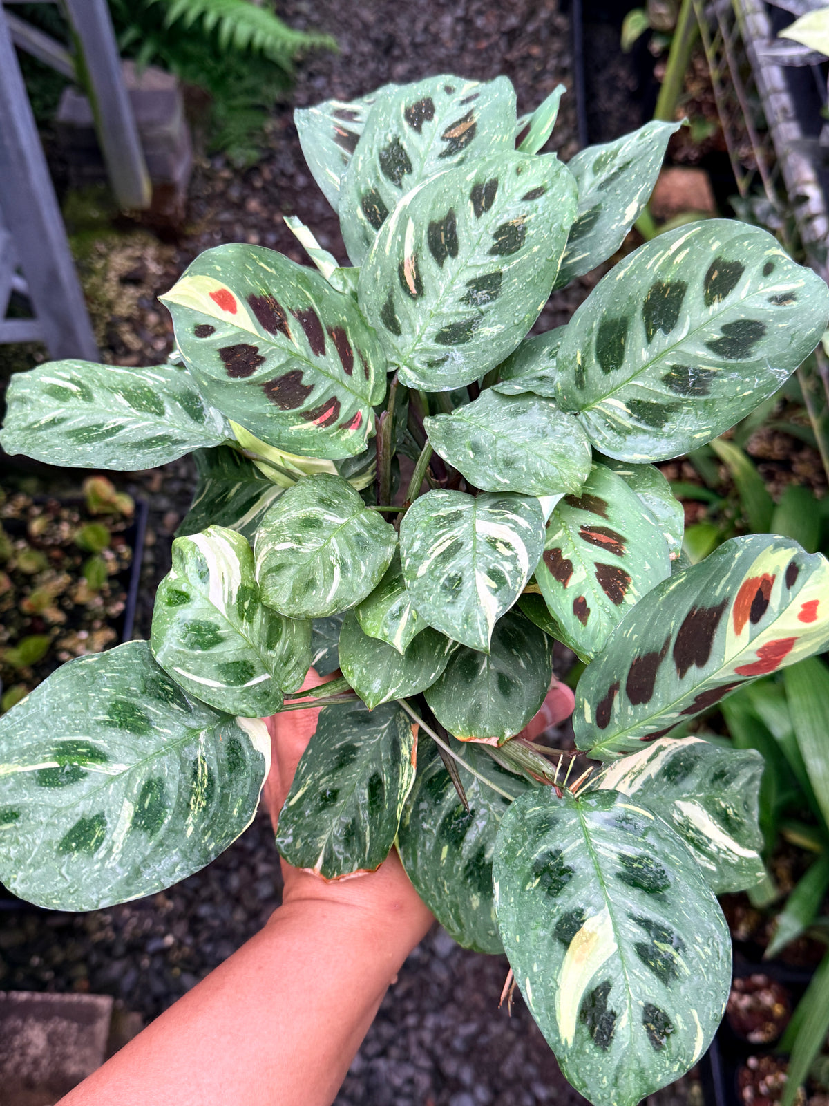Maranta 'Variegata' N52