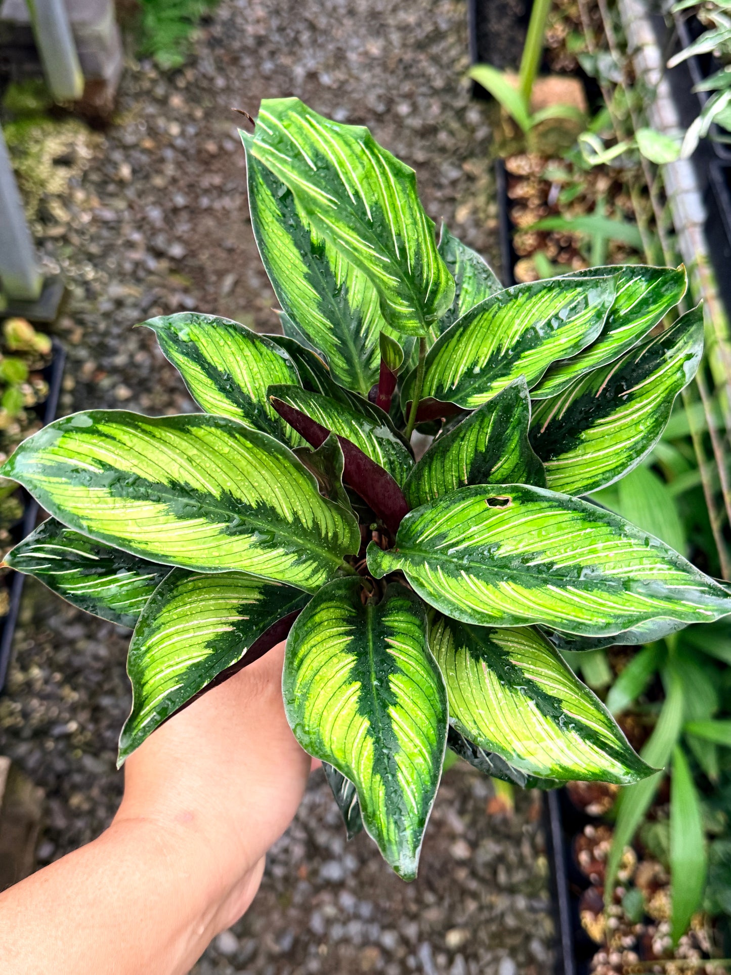Calathea 'Beauty Star' I78