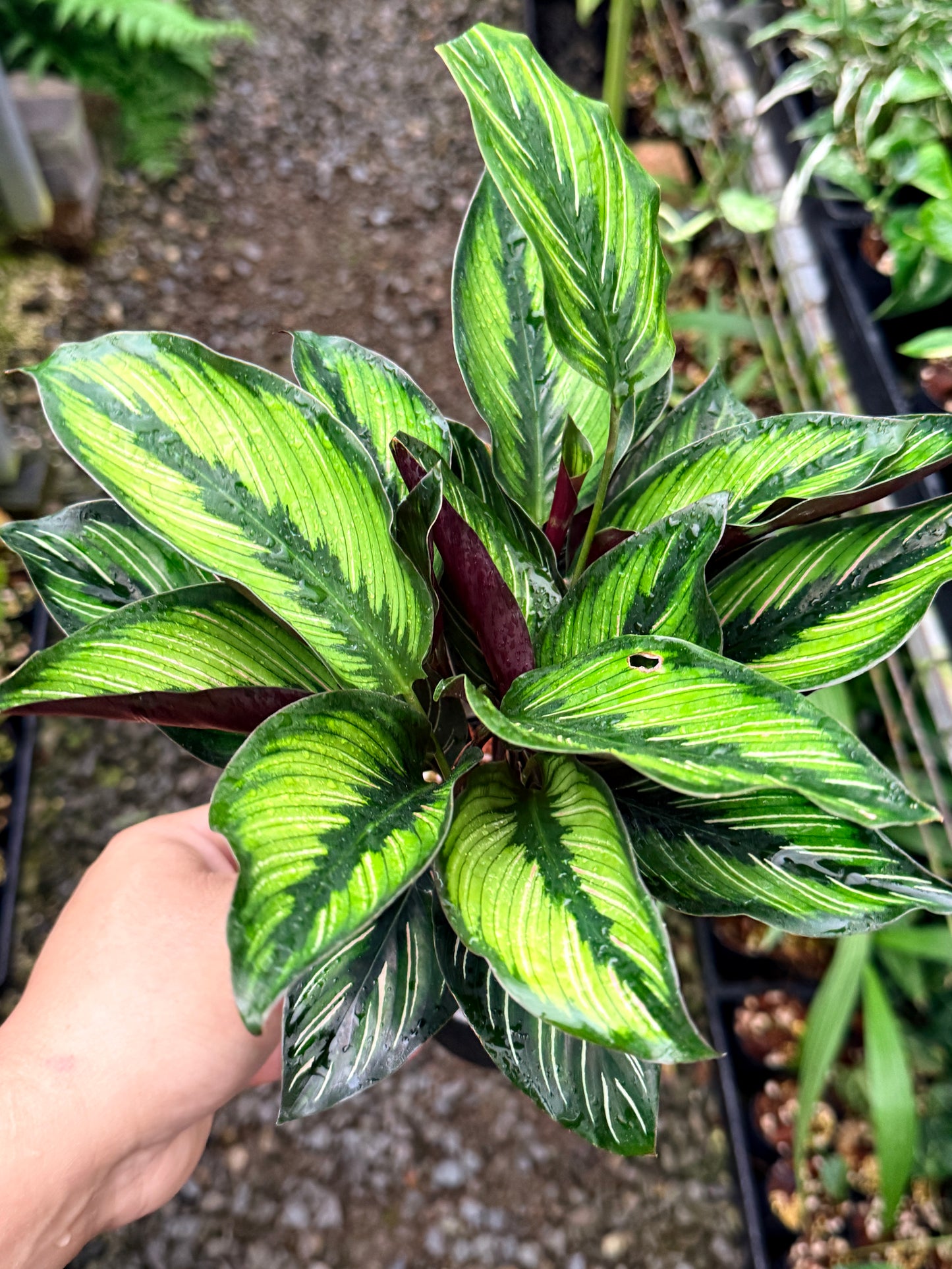 Calathea 'Beauty Star' I78