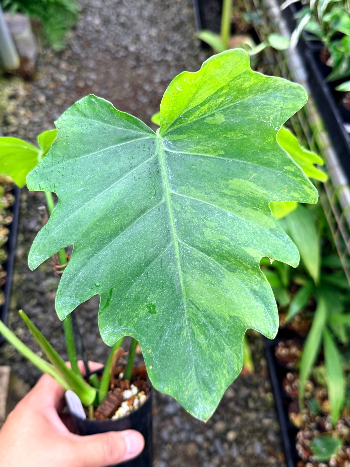 Philodendron 'Radiatum Variegated' - Rarely Offered P10