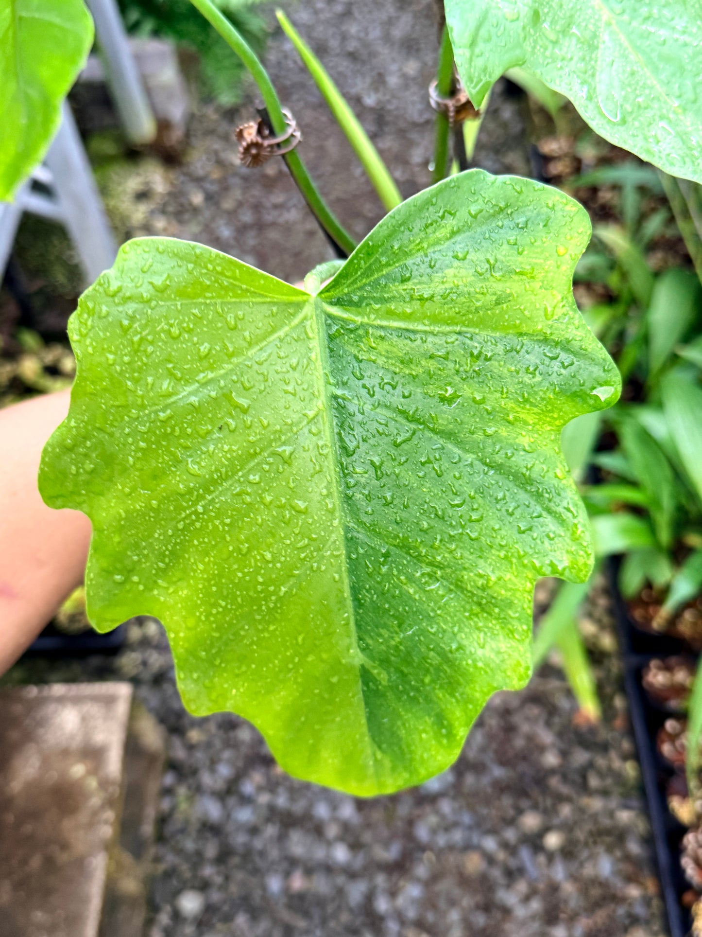 Philodendron 'Radiatum Variegated' - Rarely Offered P10