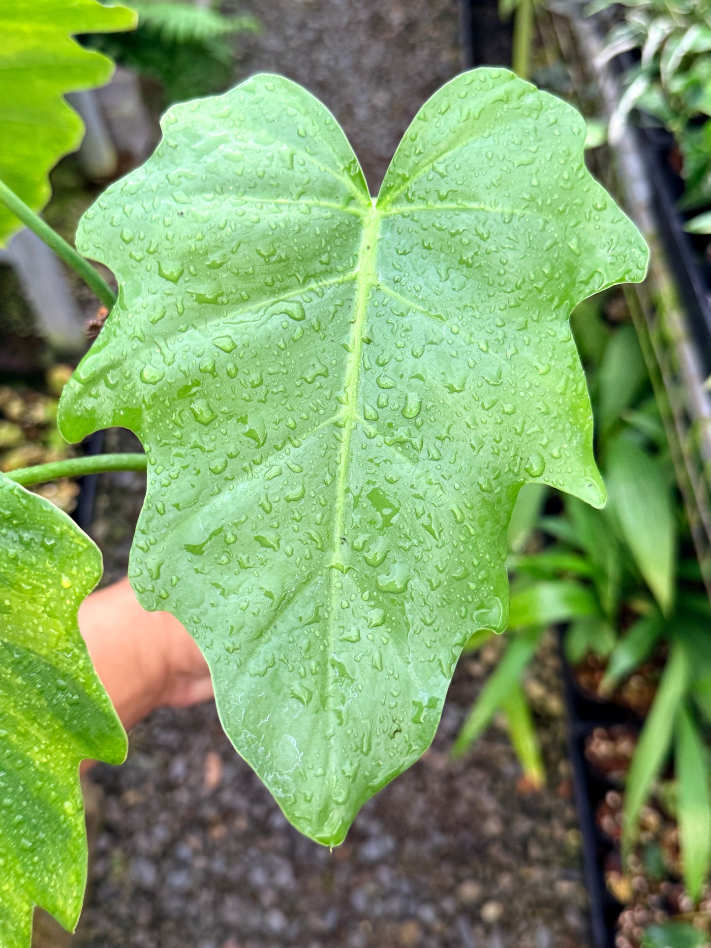 Philodendron 'Radiatum Variegated' - Rarely Offered P10