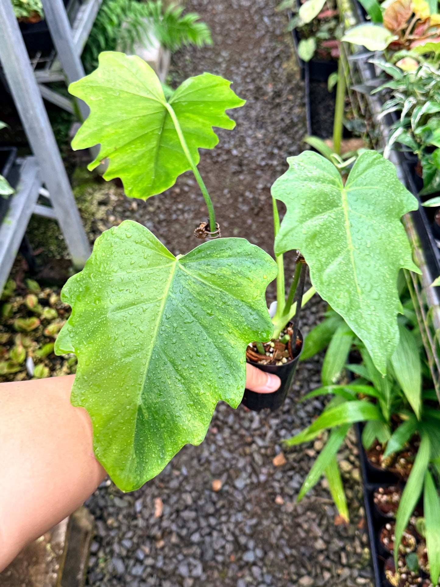 Philodendron 'Radiatum Variegated' - Rarely Offered P10