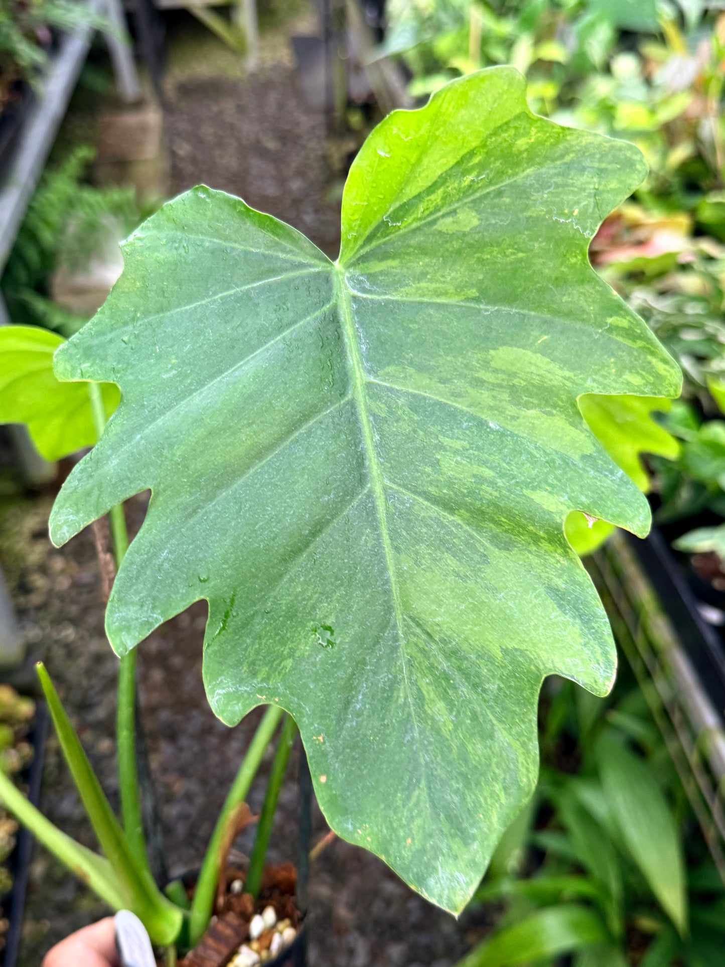 Philodendron 'Radiatum Variegated' - Rarely Offered P10