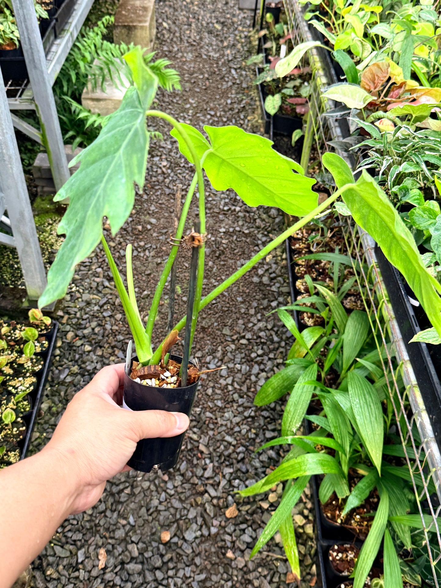 Philodendron 'Radiatum Variegated' - Rarely Offered P10