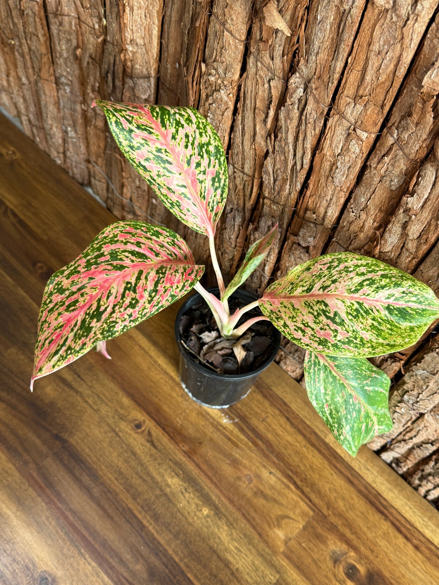 Aglaonema Sparkling Sarah