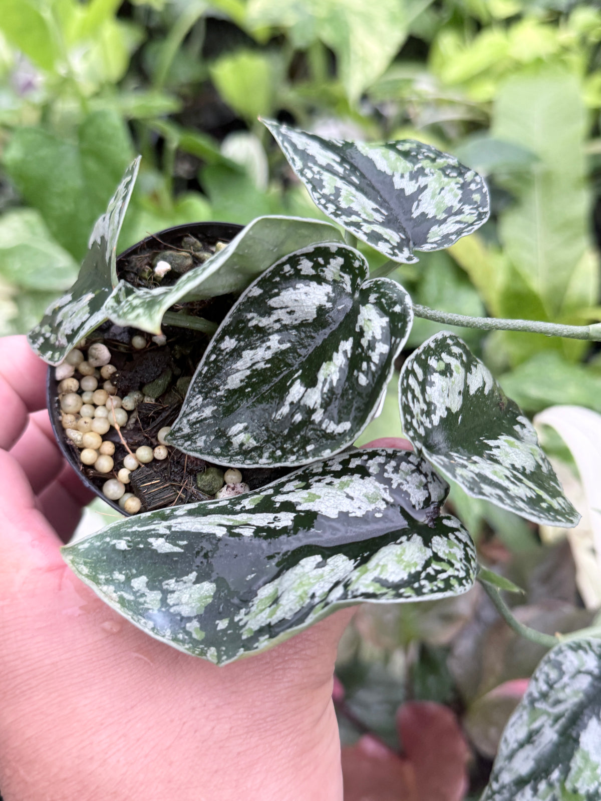Scindapsus pictus 'Tricolor' Q32