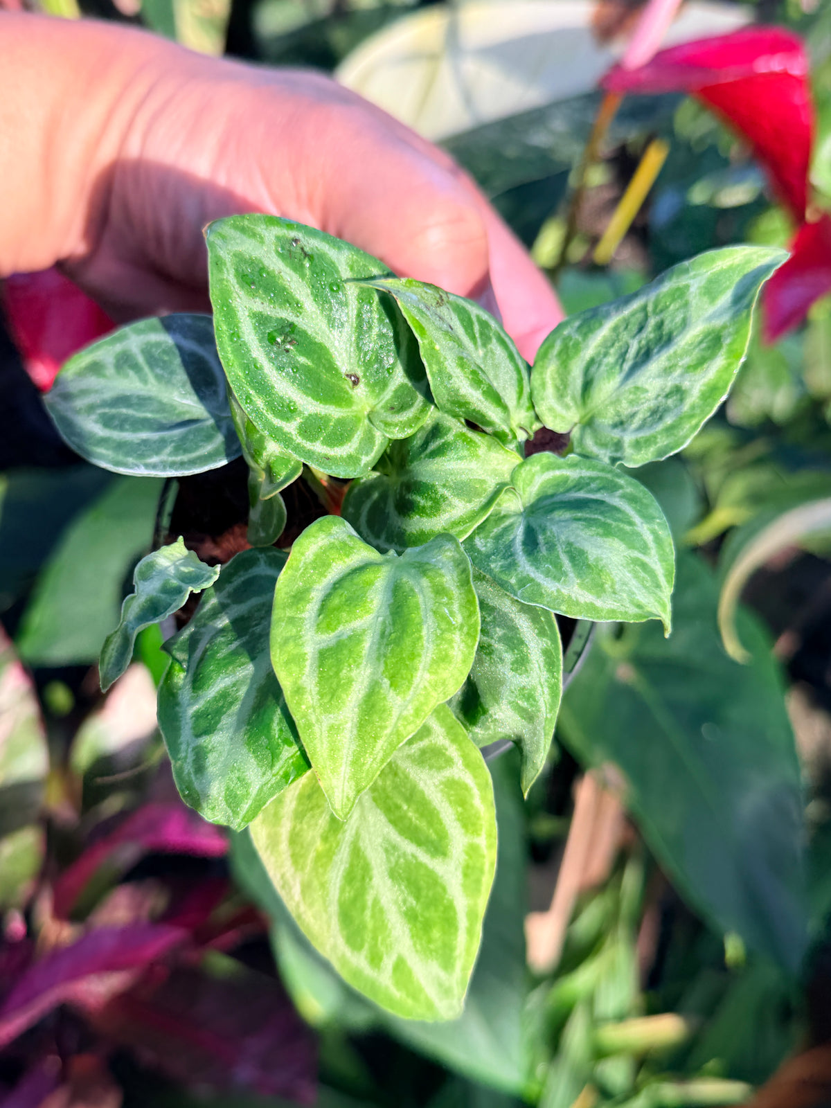 Anthurium crystallinum 'Dorayaki Miniature' O8