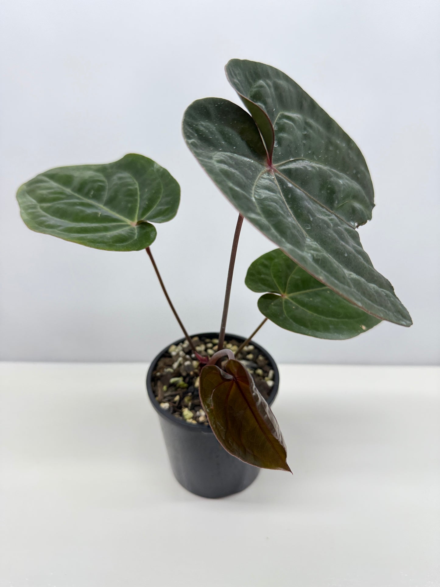 Anthurium hoffmannii Red Sinus aka Blood Moon - Rarely Offered V16