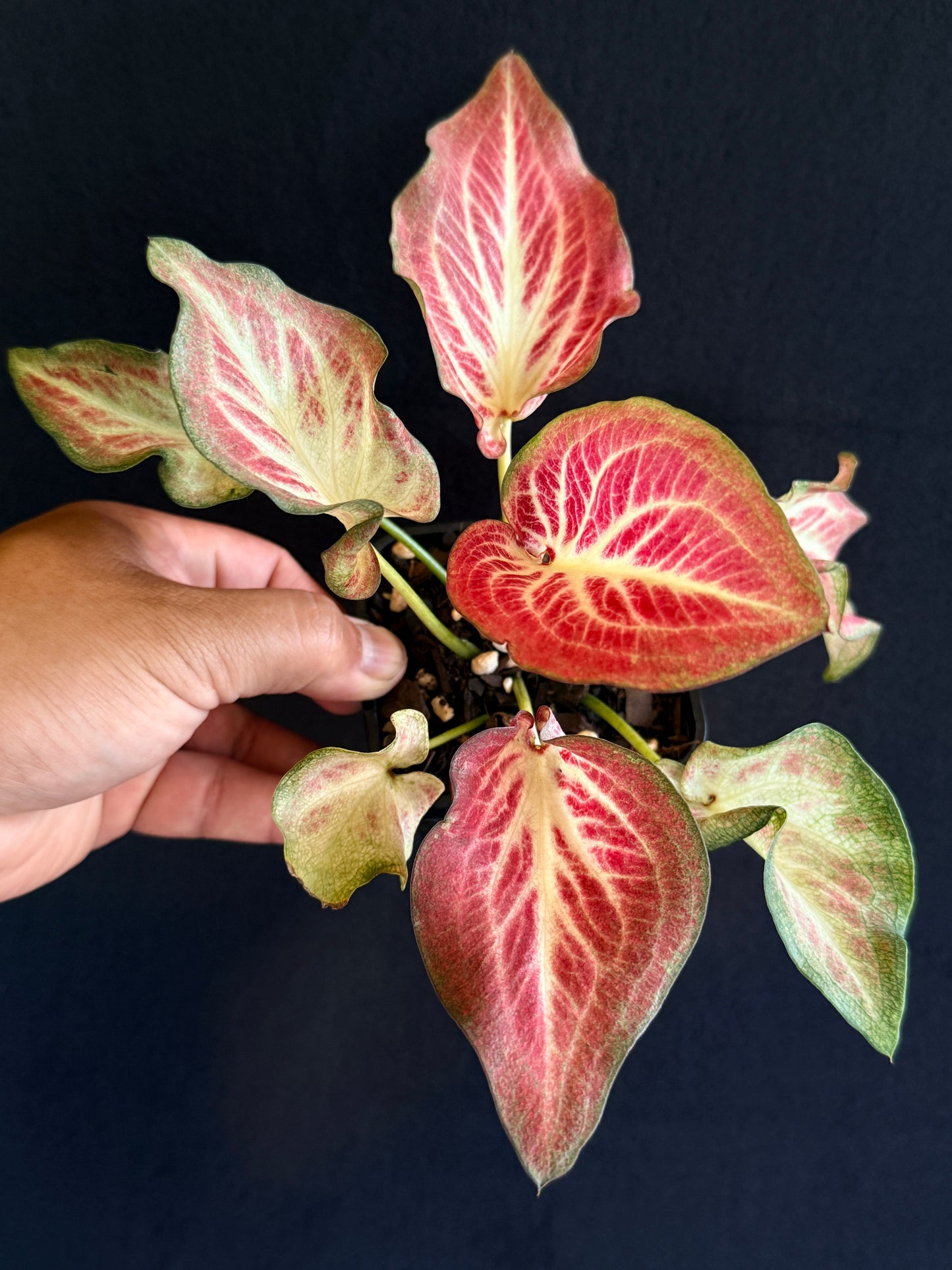 Caladium Hybrid G67