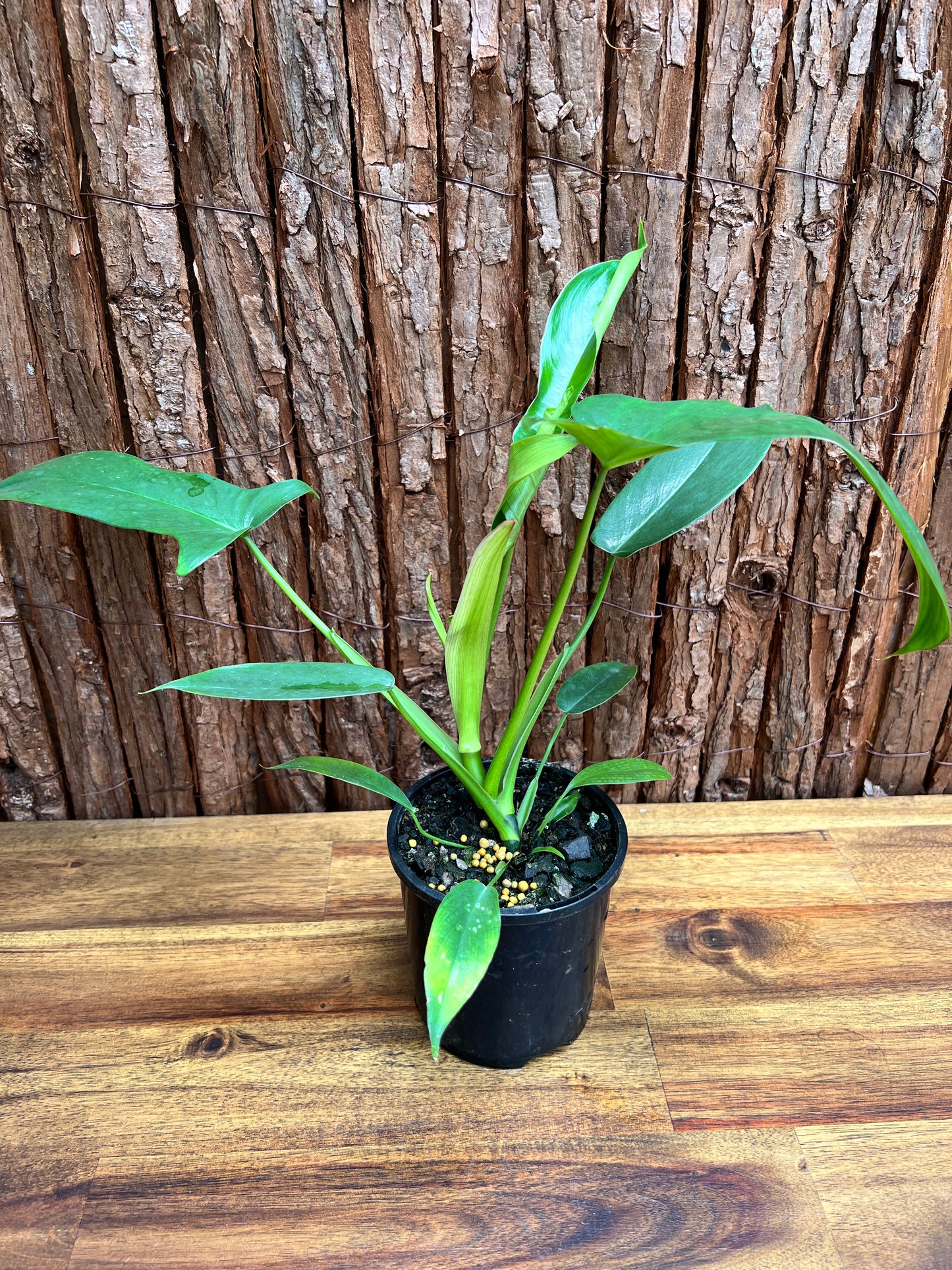 Philodendron Glad Hands - New Release C22