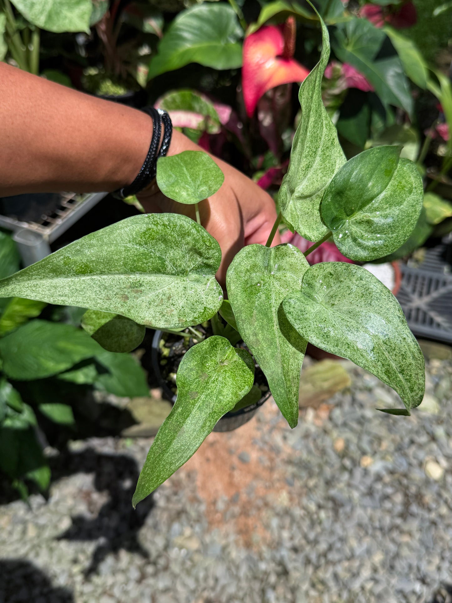Alocasia Cucullata Mint Variegated (New Release) W16