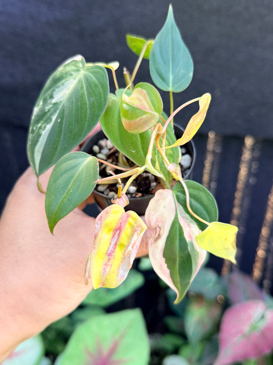 Philodendron Micans Variegata M23