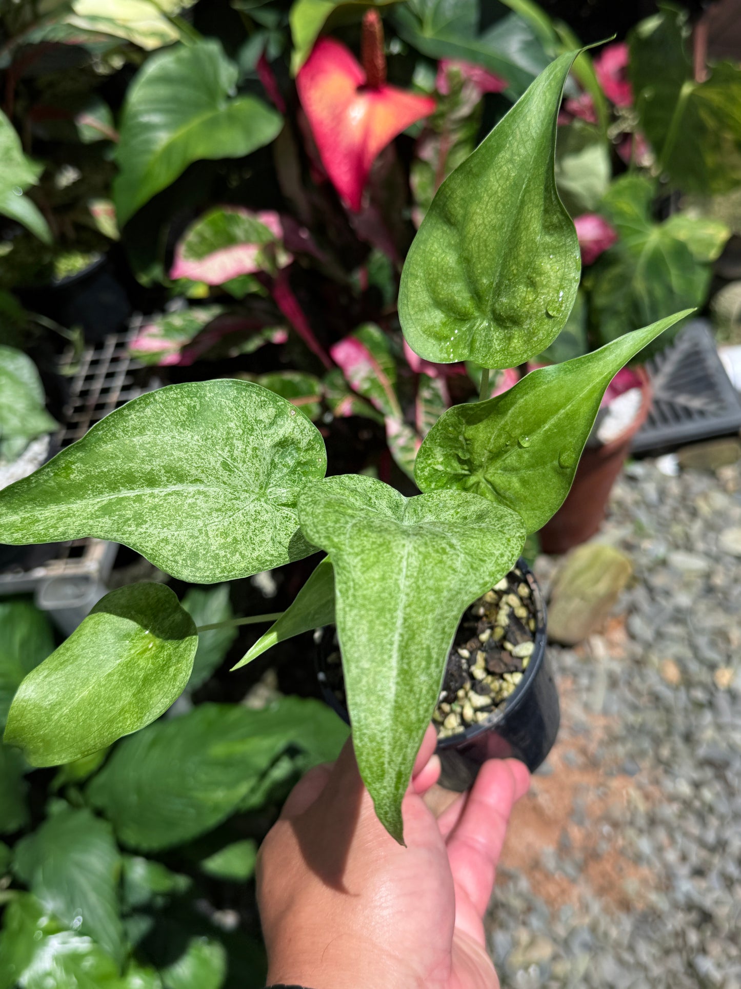 Alocasia Cucullata Mint Variegated (New Release) W15