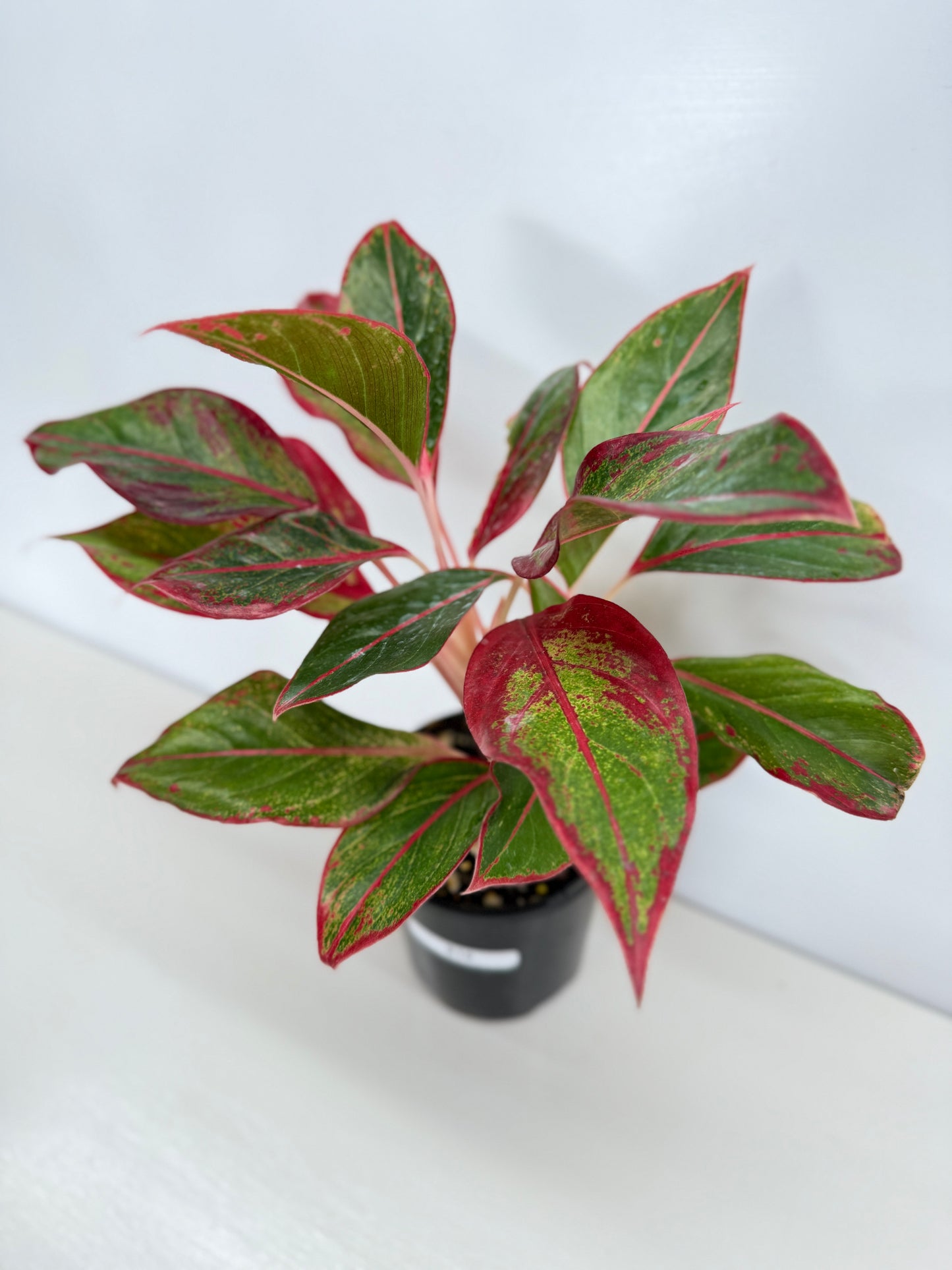 Aglaonema Siam Aurora - Best Pick of the Crop!