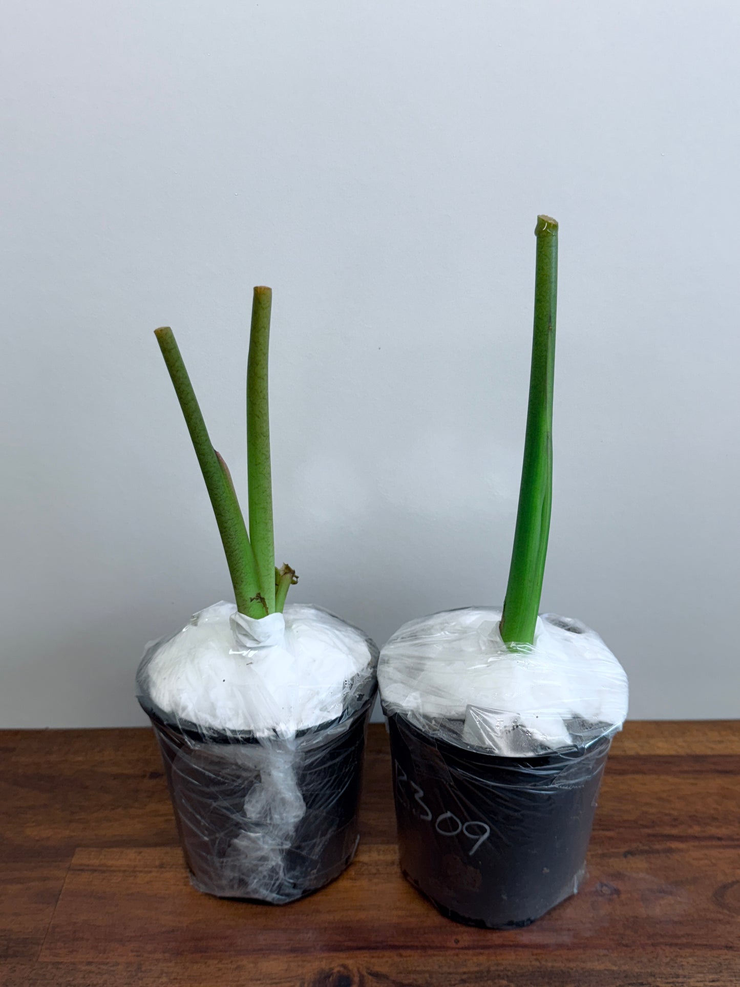 Colocasia Black Marble