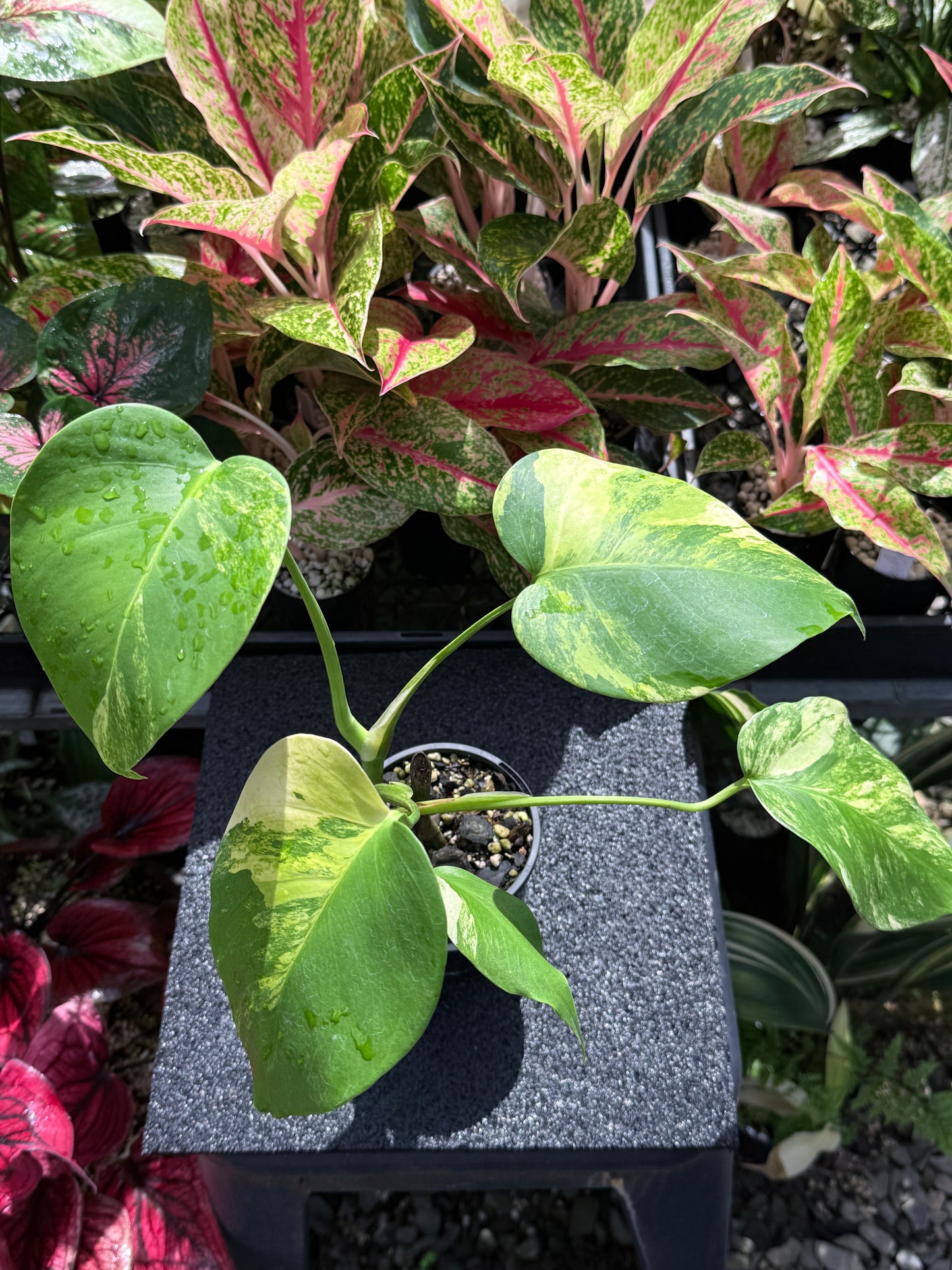 Monstera borsigiana 'Aurea’ H26