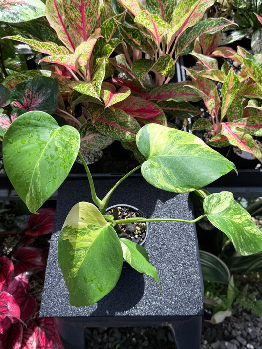 Monstera borsigiana 'Aurea’ H26