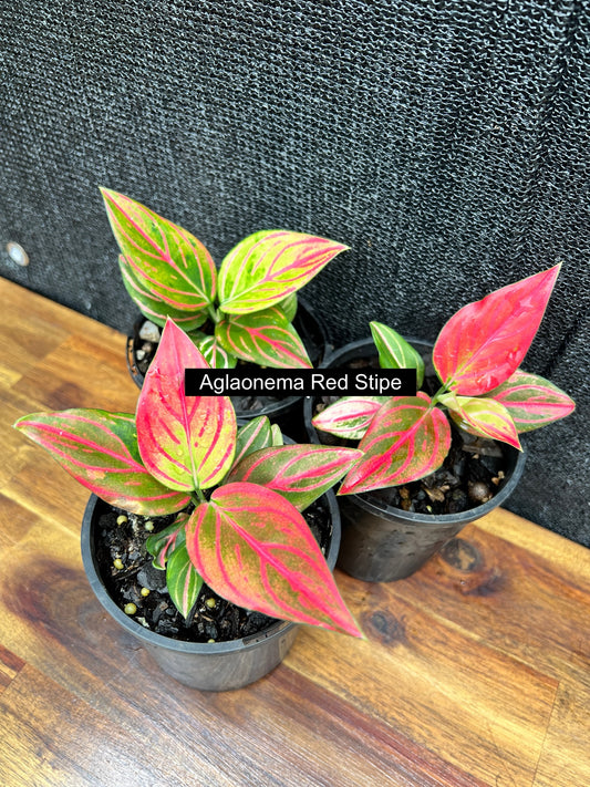 Aglaonema Red Stripe (New)