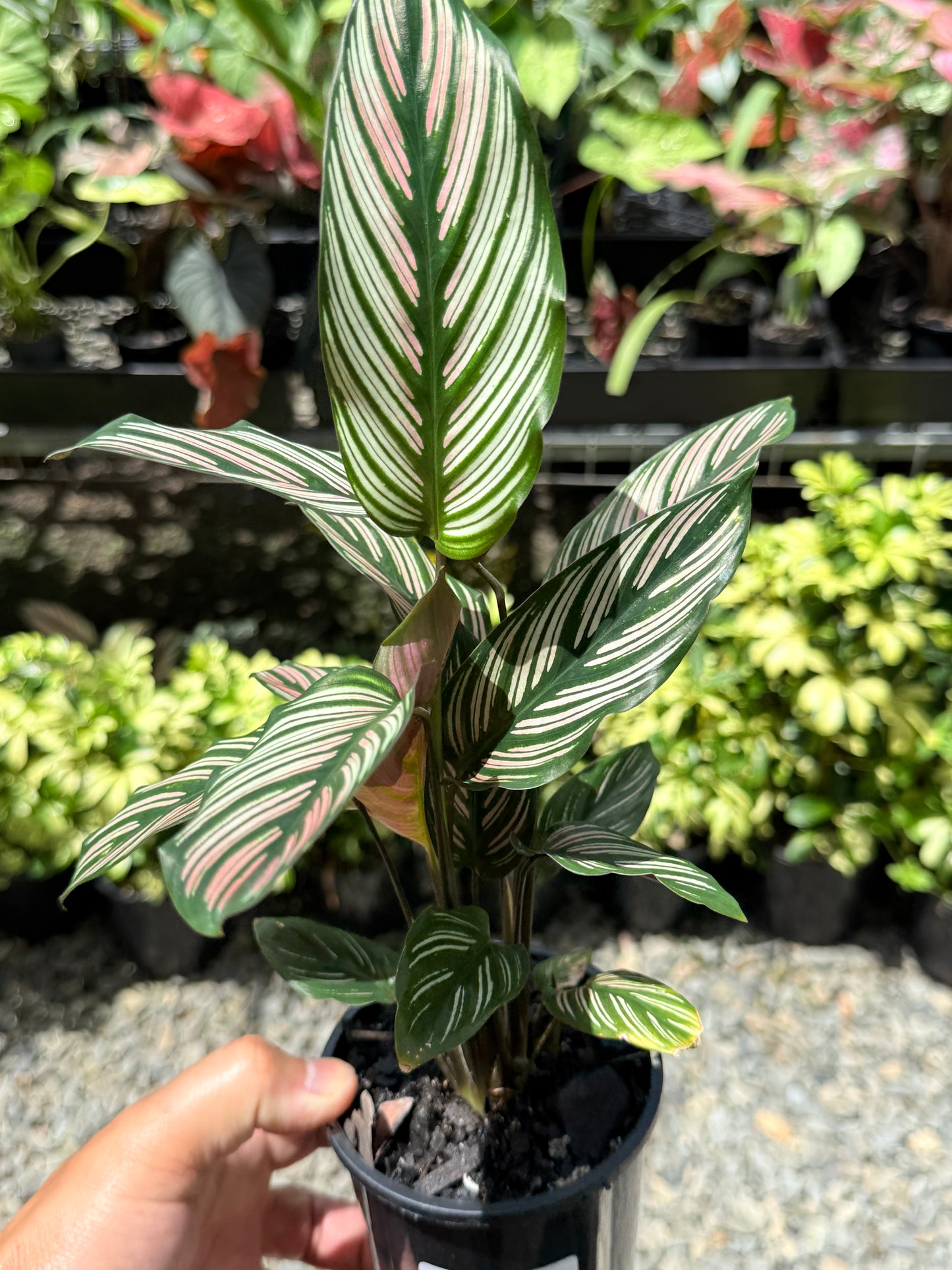 Calathea White Star O56