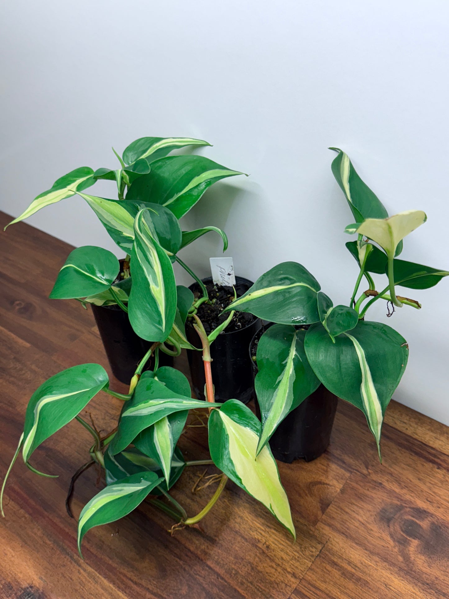 Philodendron hederaceum Silver Stripe