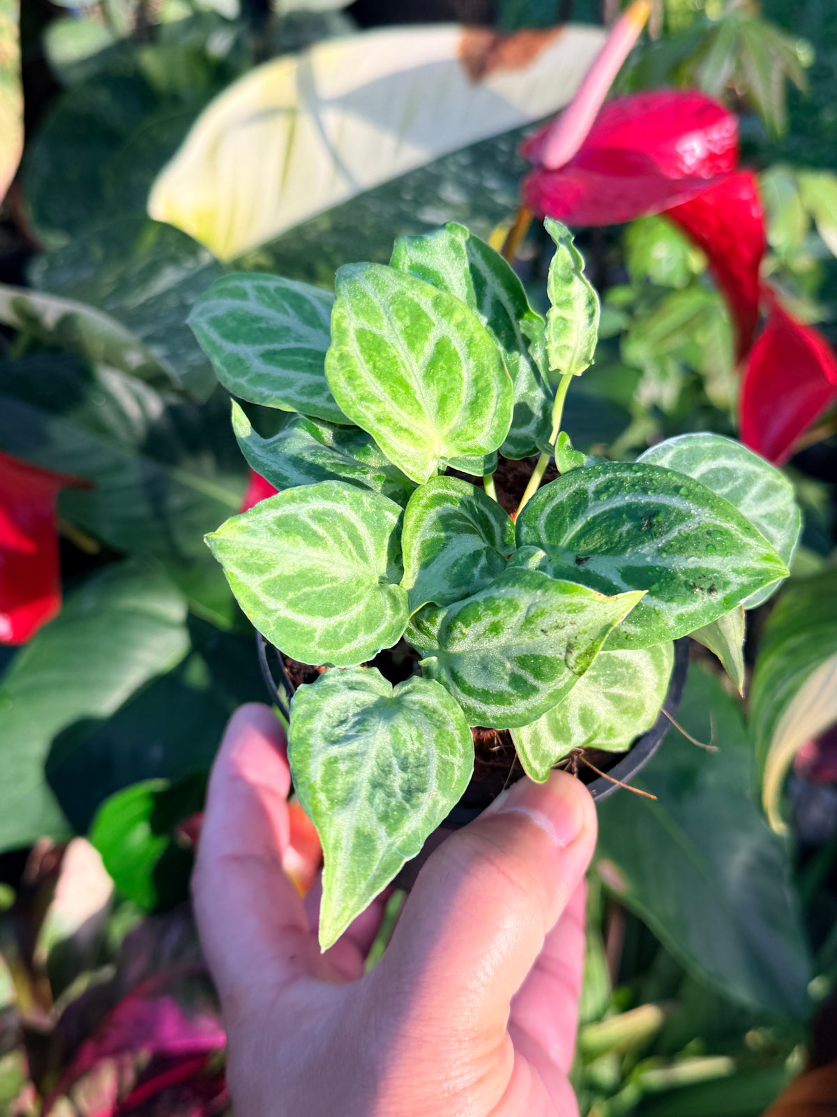 Anthurium crystallinum 'Dorayaki Miniature' O8