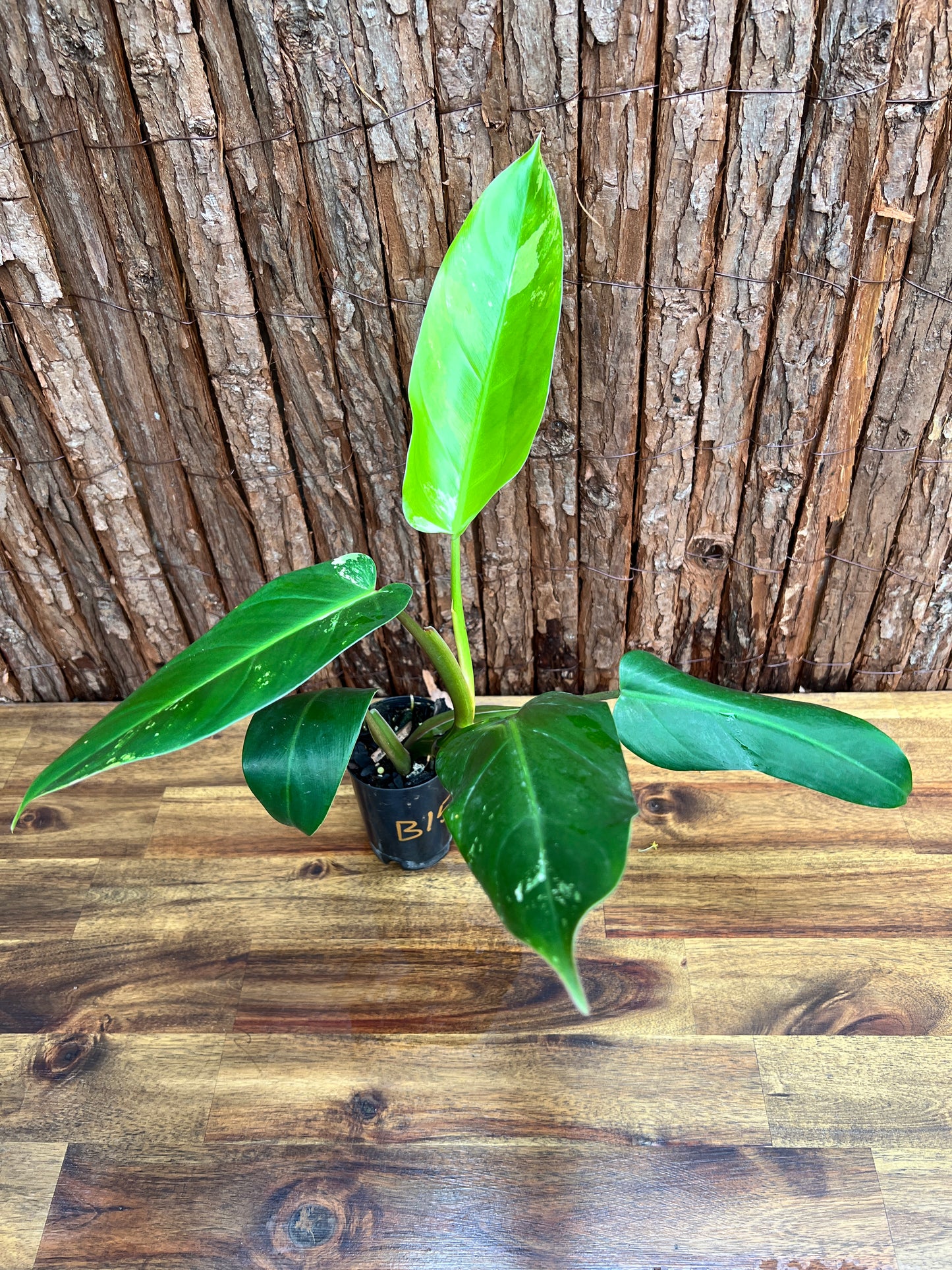 Philodendron Whipple Way NONTC B154