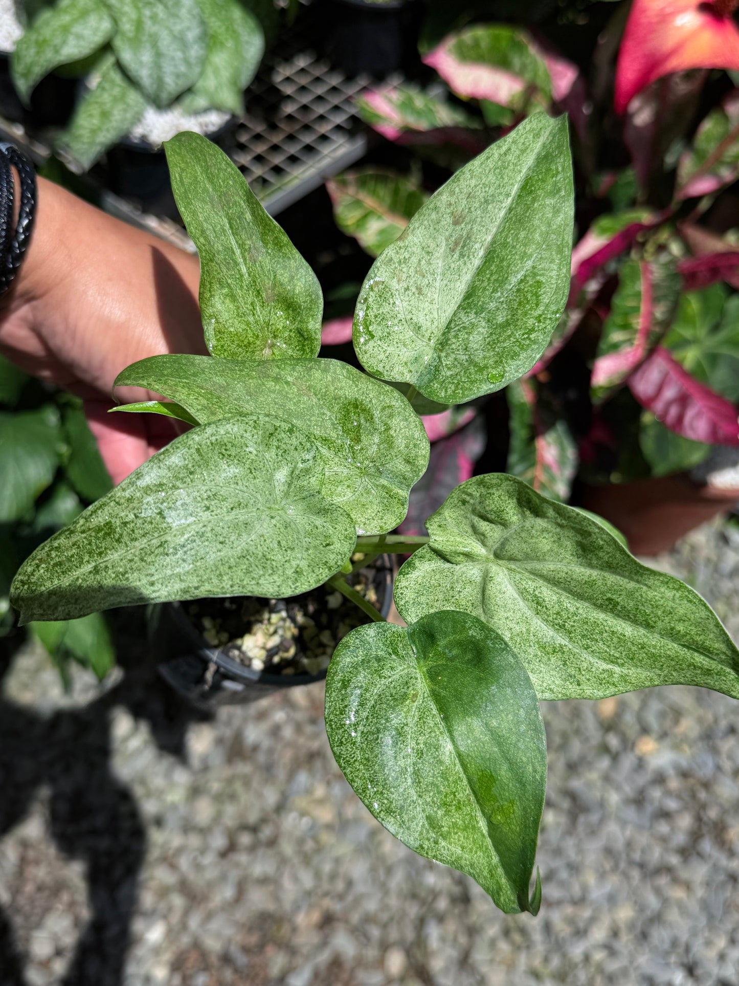 Alocasia Cucullata Mint Variegated (New Release) W16