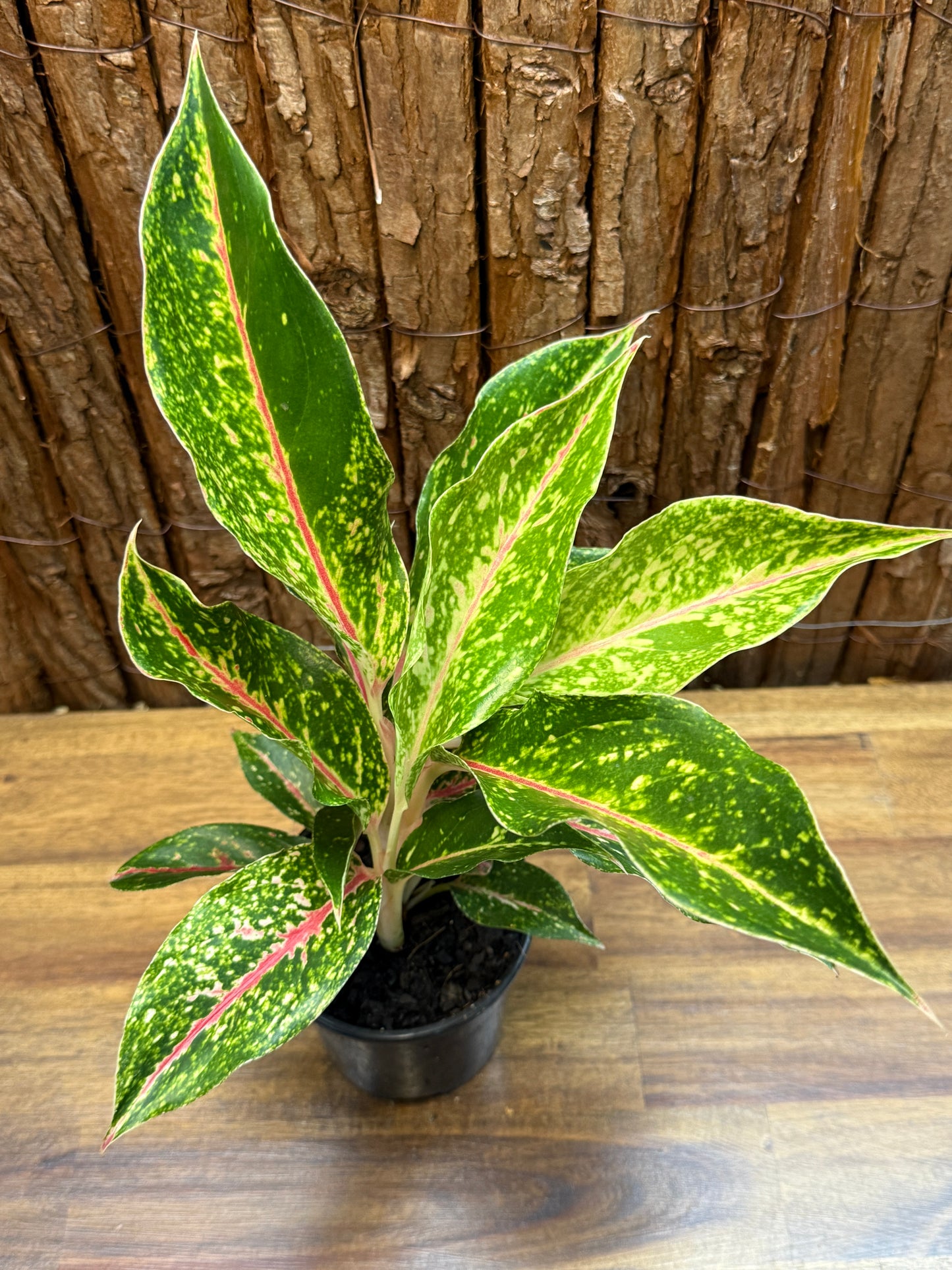 Aglaonema Night Sparkle