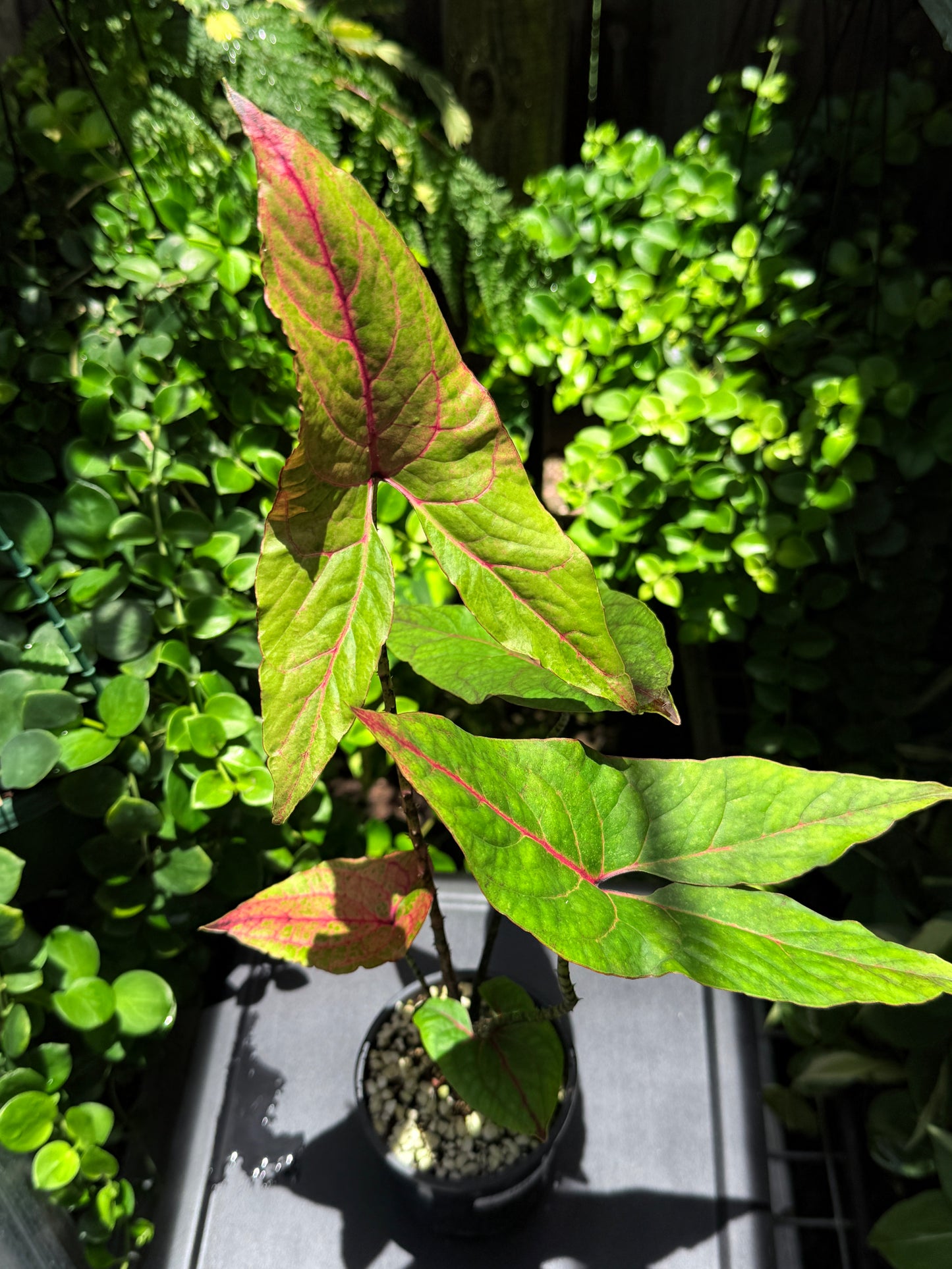 Cyrtosperma johnstonii 'Singha Mora' H49