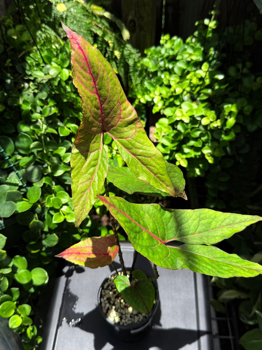 Cyrtosperma johnstonii 'Singha Mora' H49