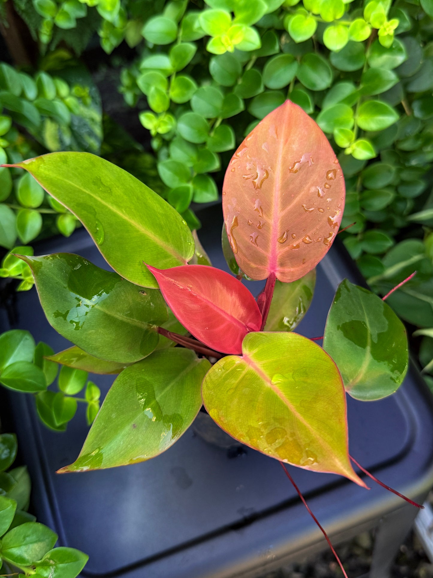 Philodendron 'Cherry Red' - Best Plant in Stock.