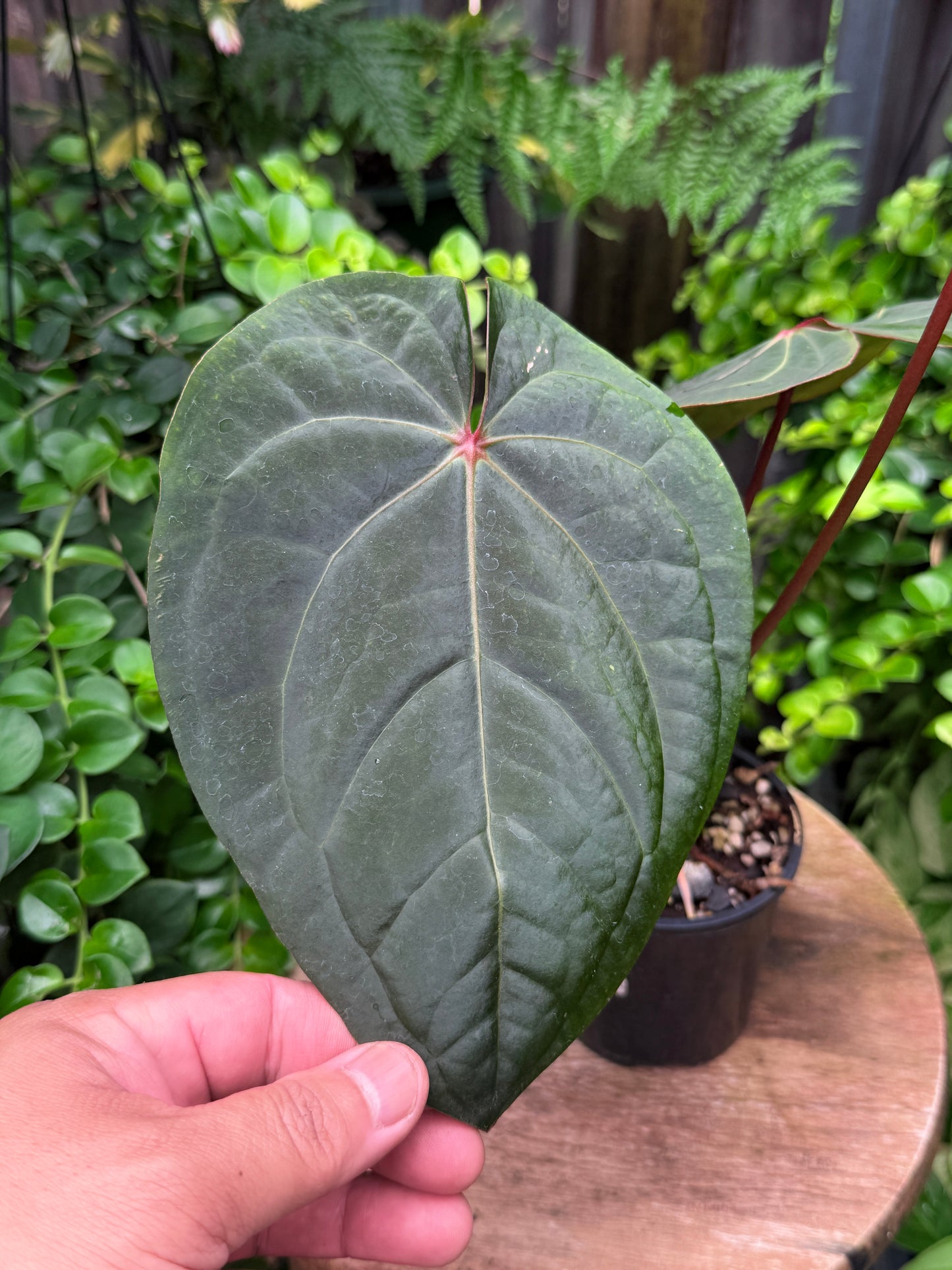Anthurium hoffmannii Red Sinus aka Blood Moon - Rarely Offered V16