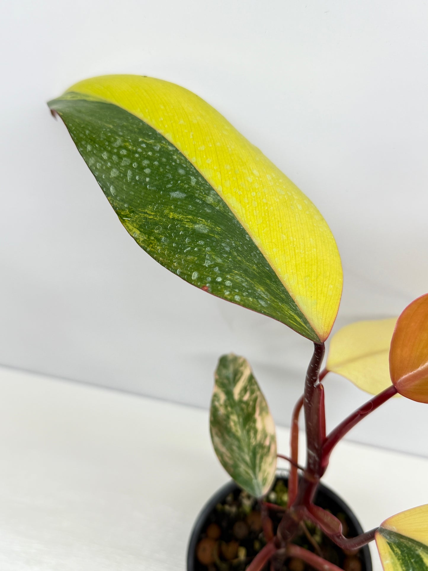 Philodendron Strawberry Shake - Highly Variegated NONTC. U61