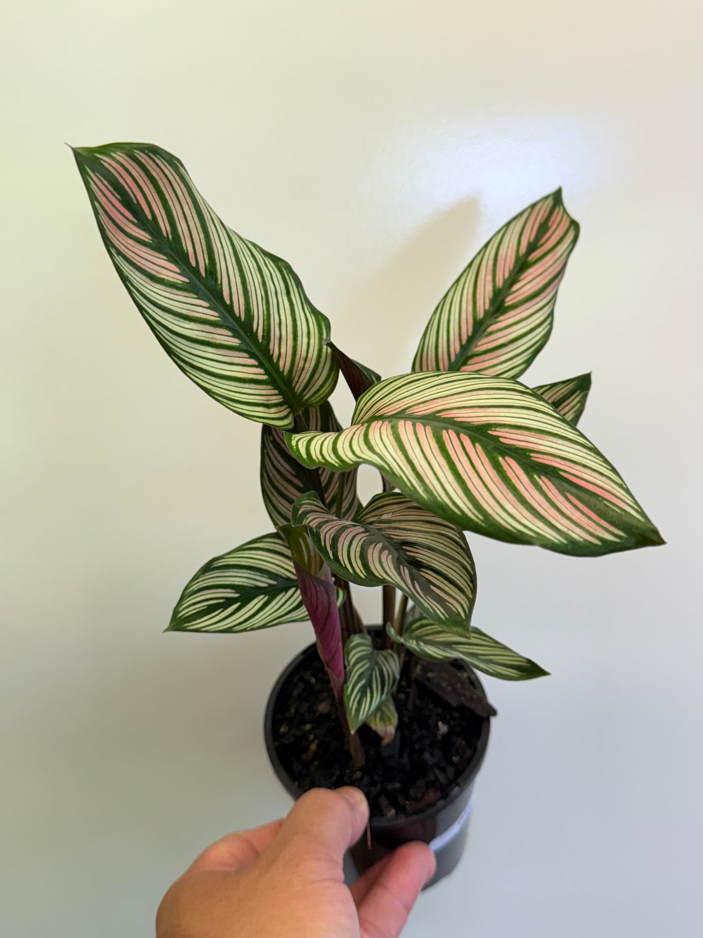 Calathea White Star O54