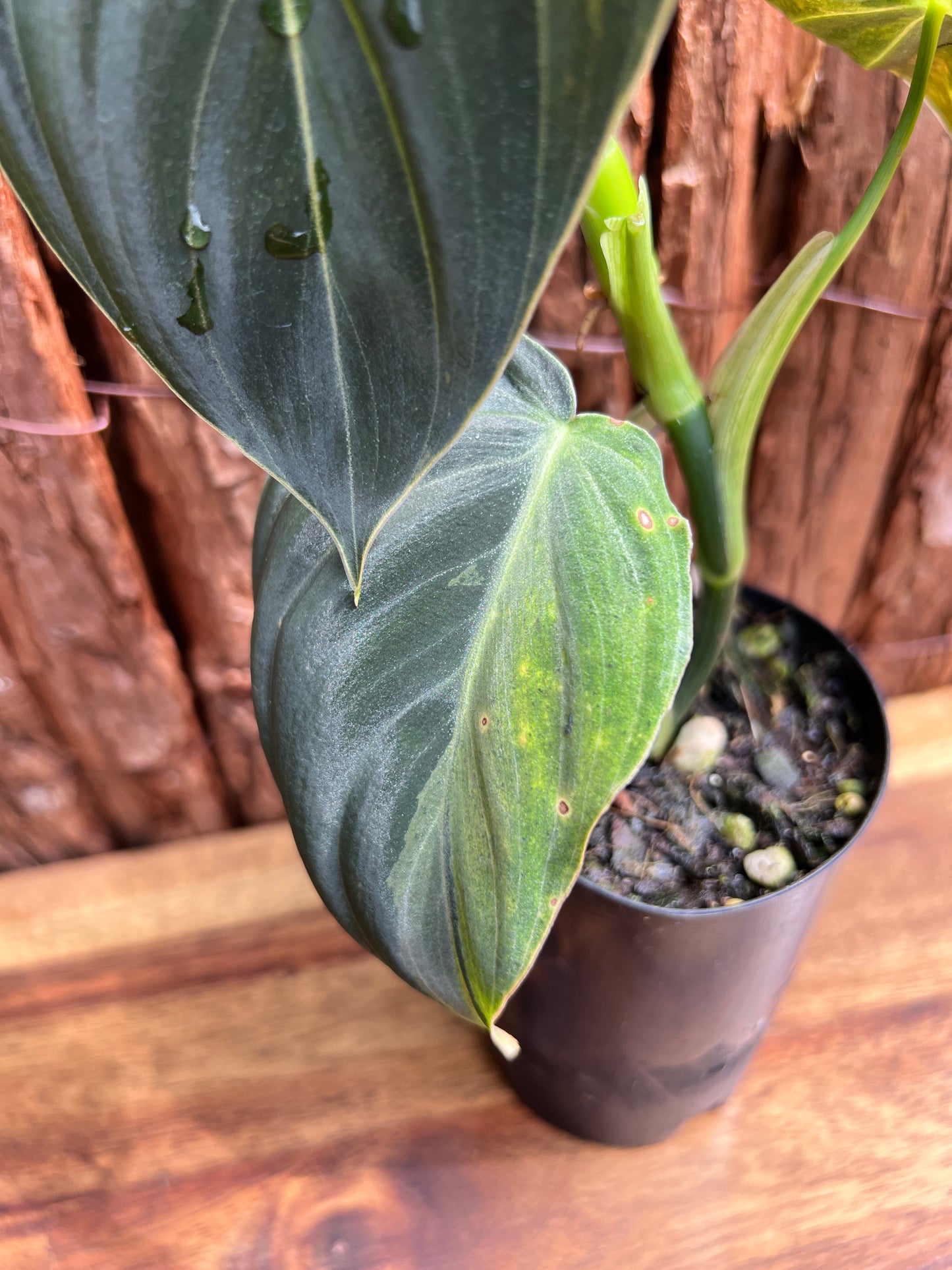 Philodendron melanochrysum variegated C6