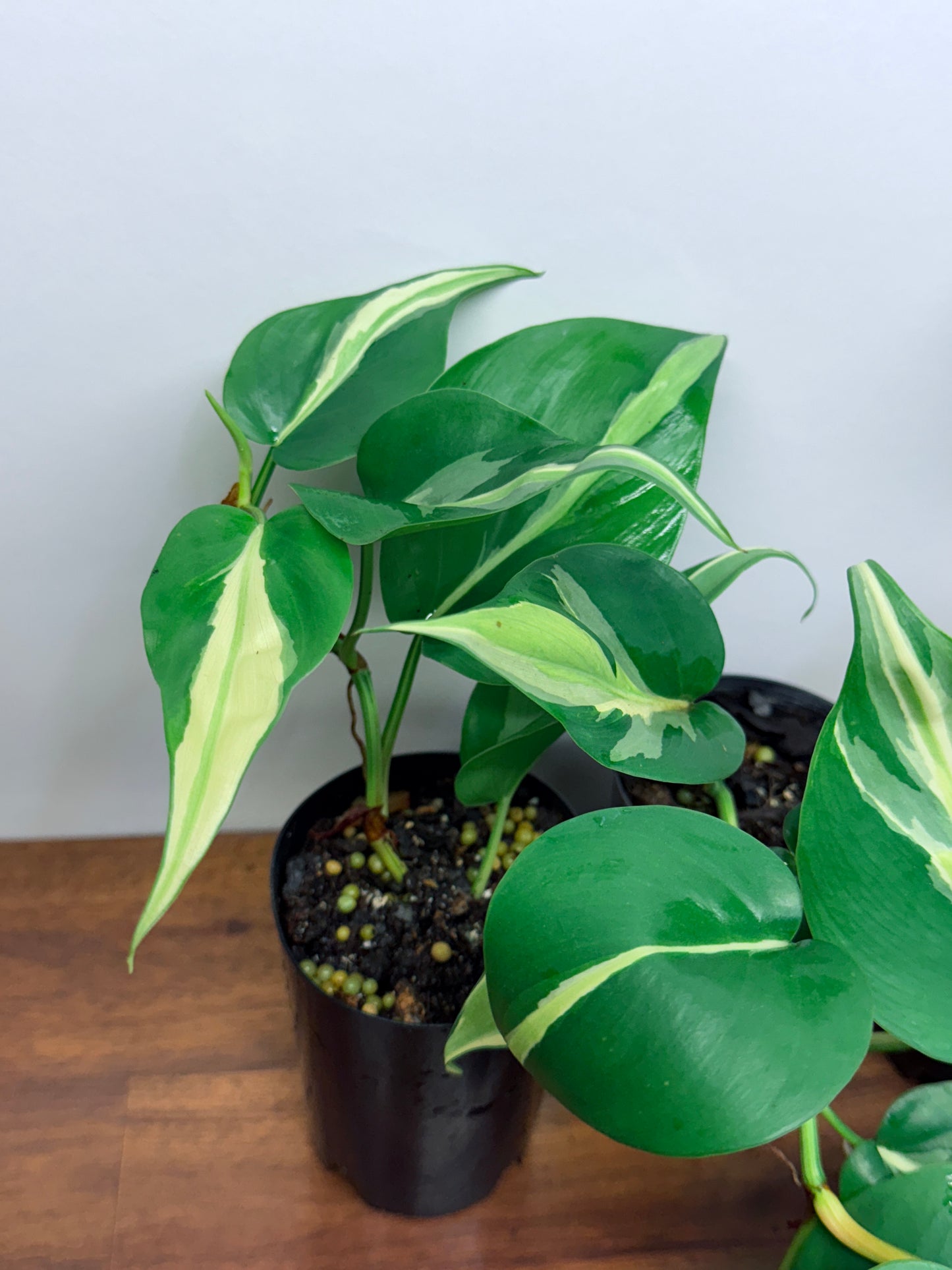 Philodendron hederaceum Silver Stripe