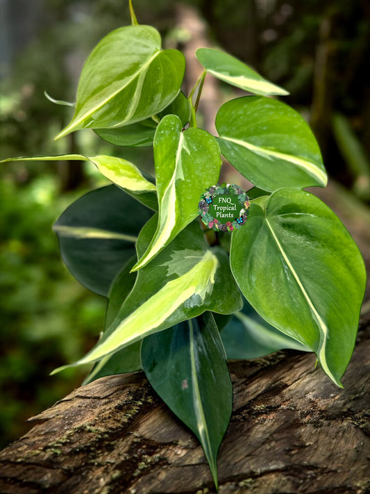 Philodendron hederaceum Silver Stripe - Best Pick of the Crop!