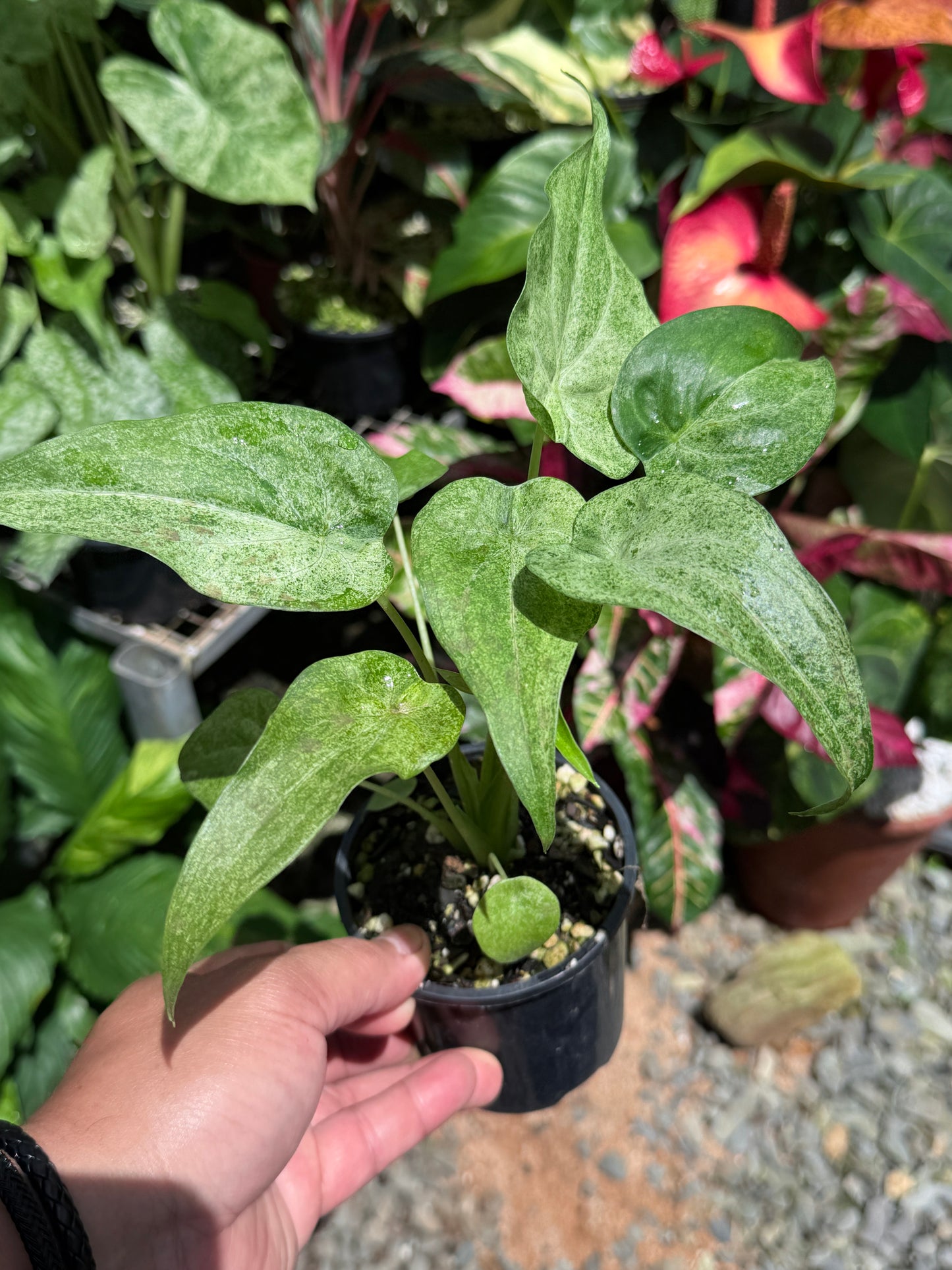 Alocasia Cucullata Mint Variegated (New Release) W16