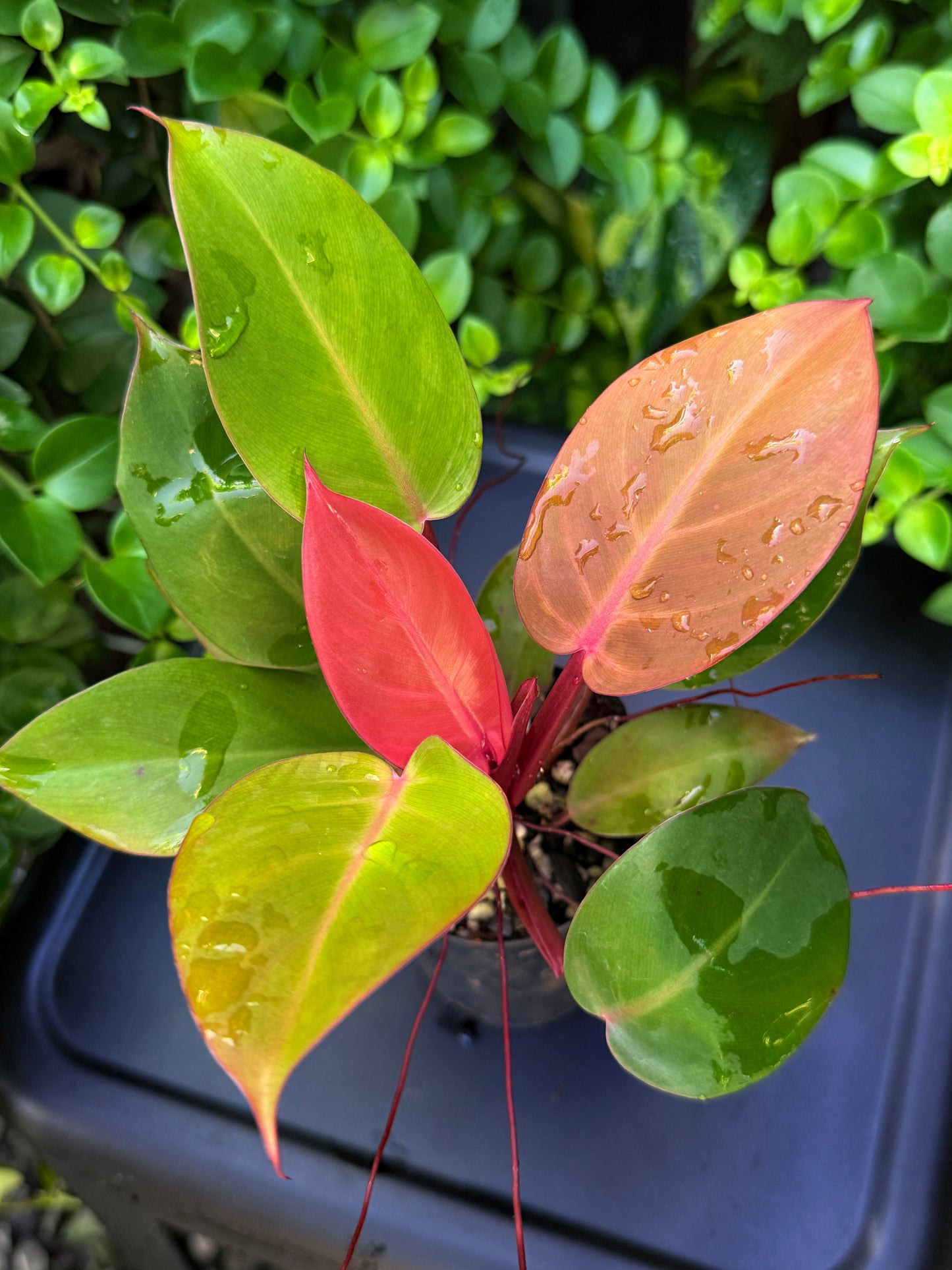 Philodendron 'Cherry Red' - Best Plant in Stock.