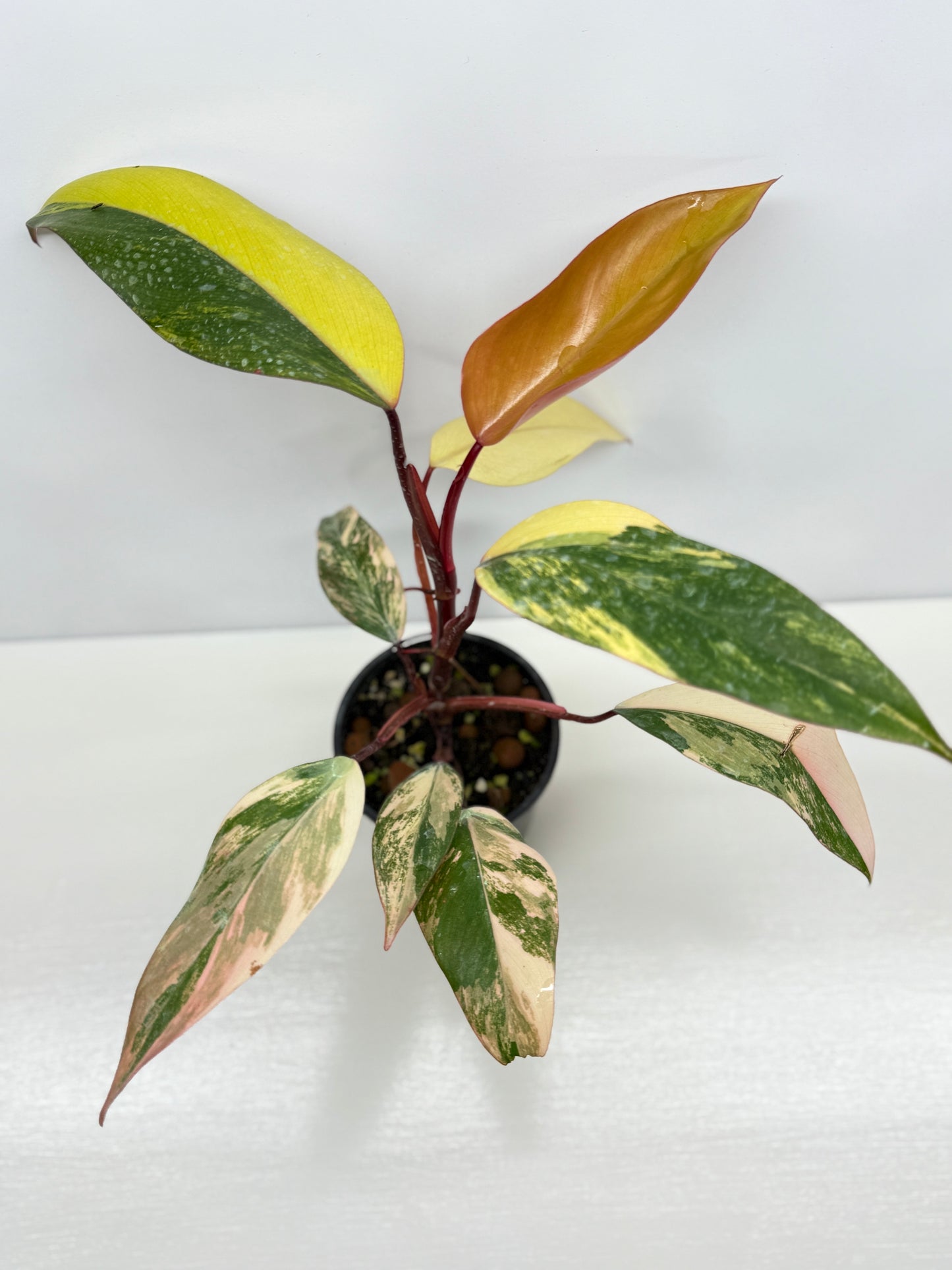 Philodendron Strawberry Shake - Highly Variegated NONTC. U61