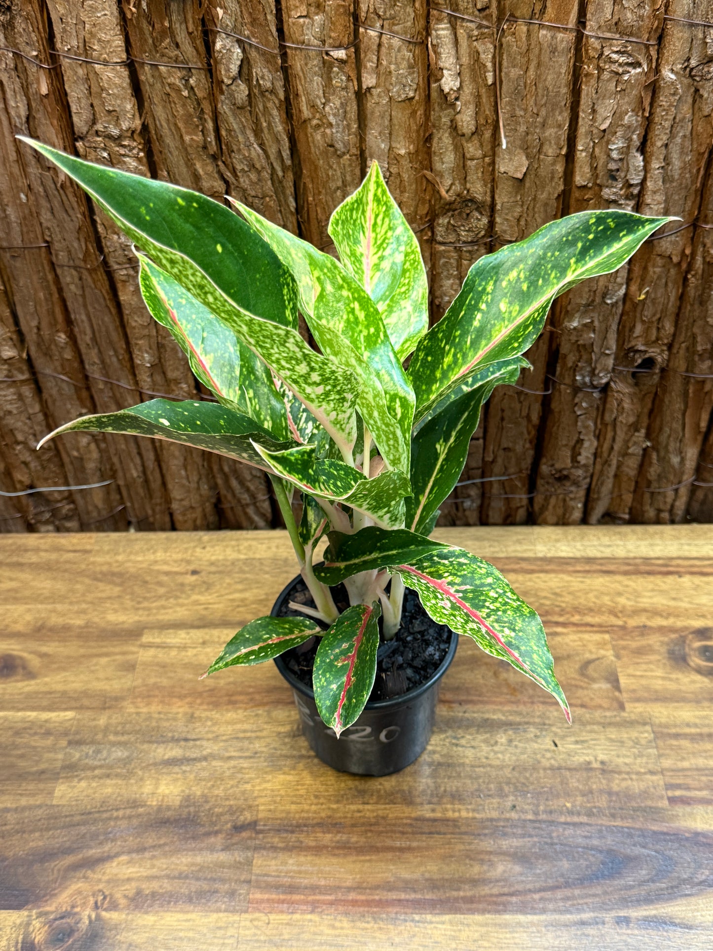 Aglaonema Night Sparkle