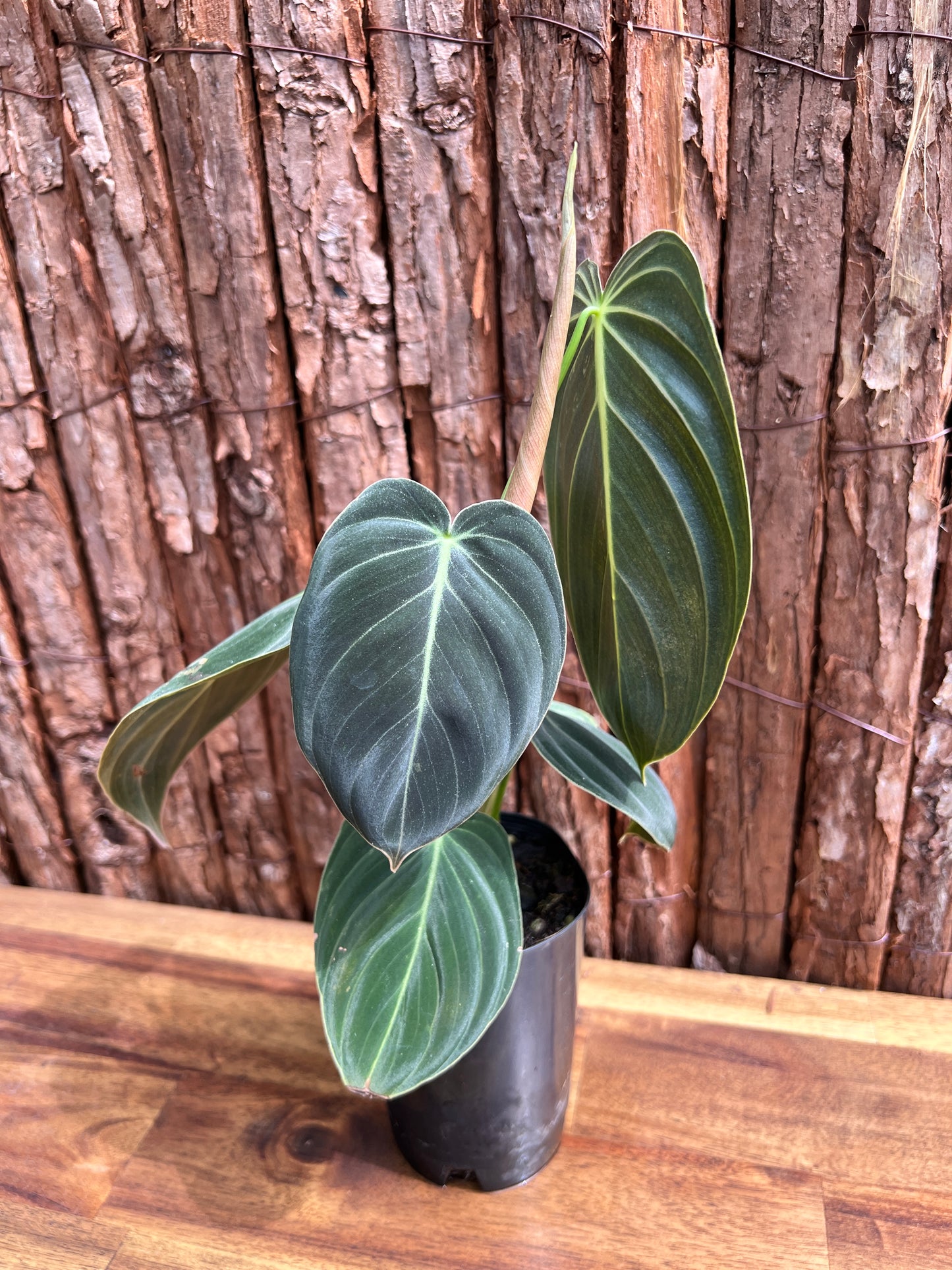 Philodendron melanochrysum variegated C6