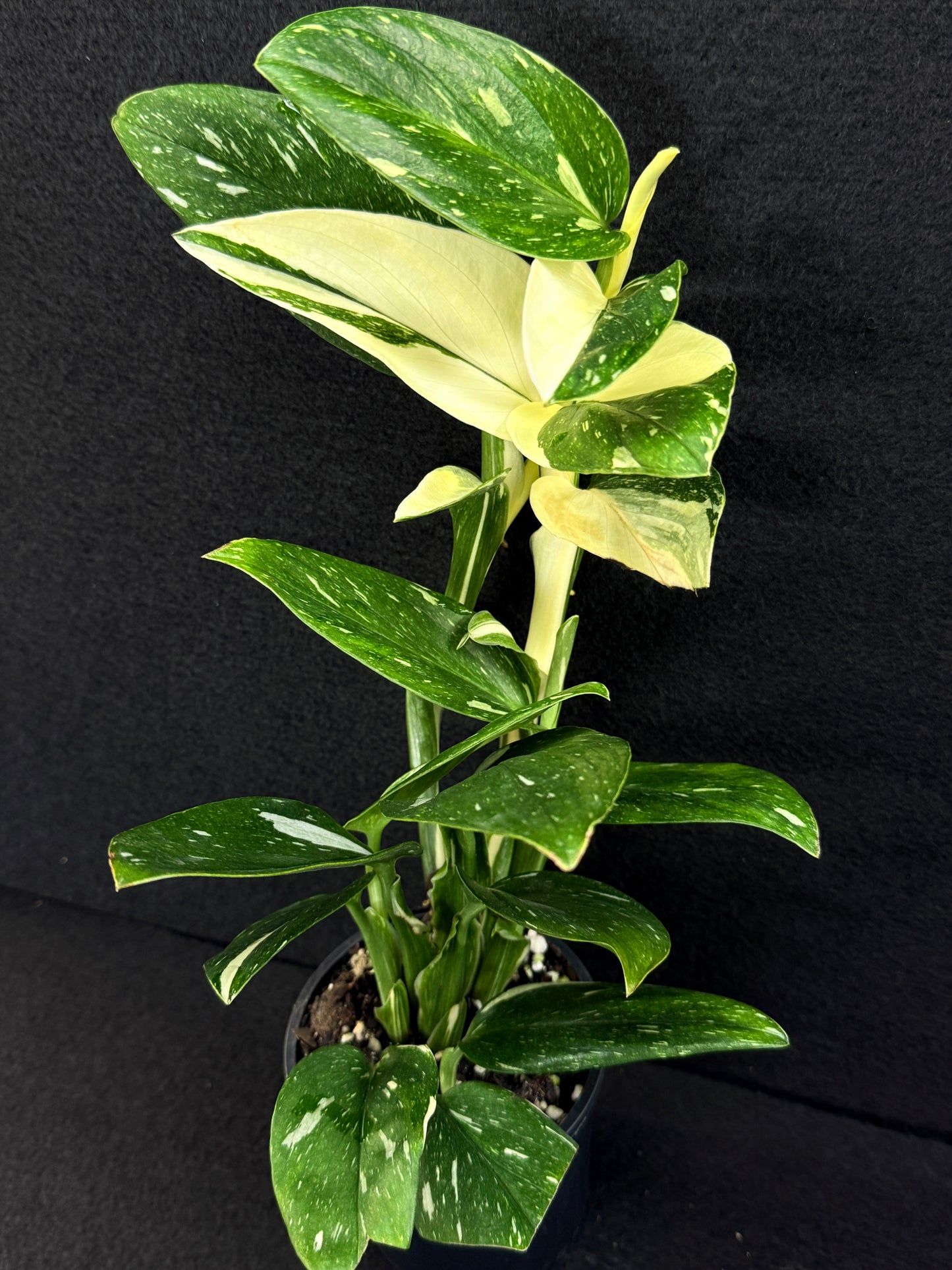Monstera standleyana 'Albo' C39