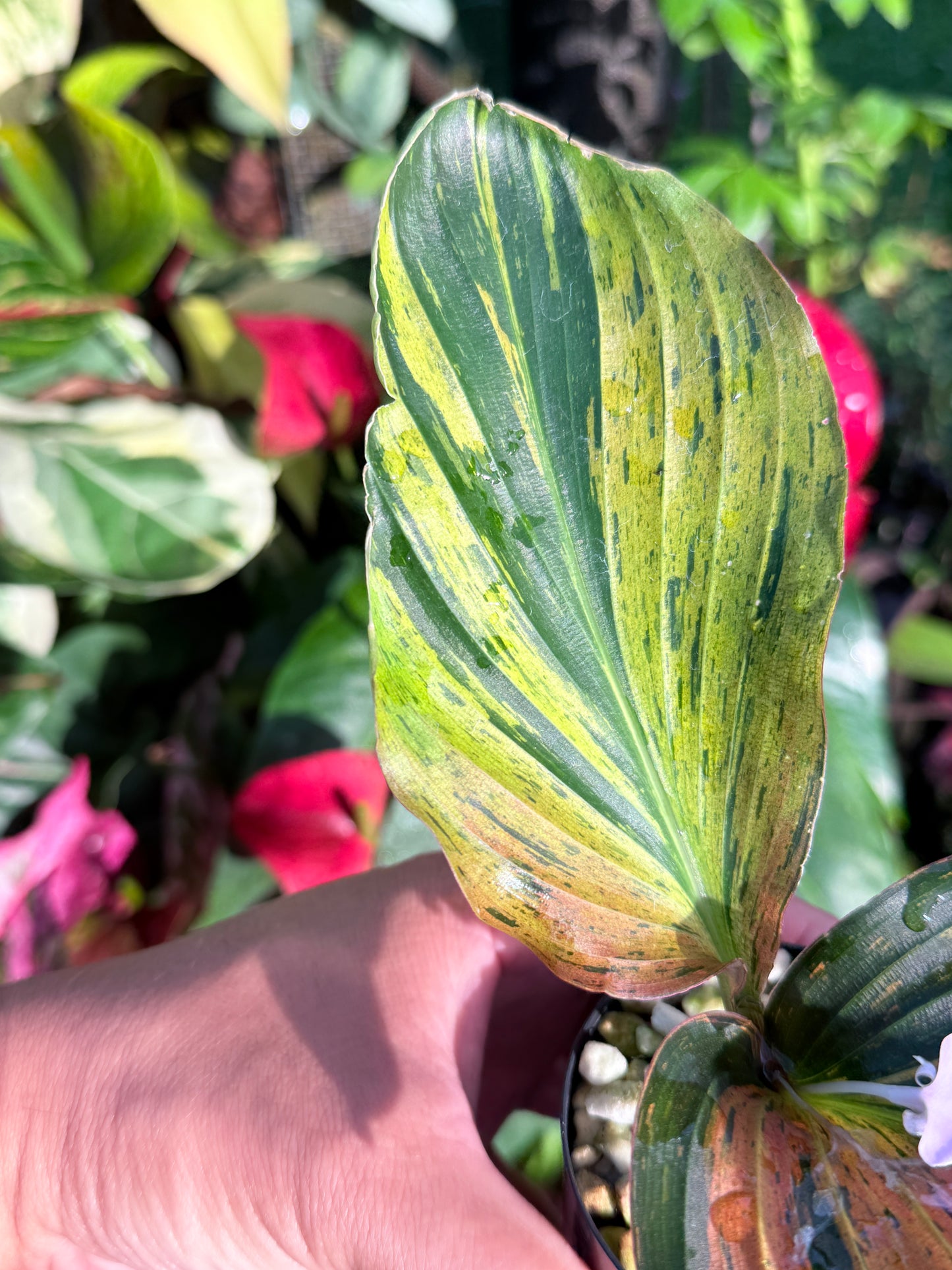 Kaempferia pulchra 'Variegata' - Rarely Offered J30