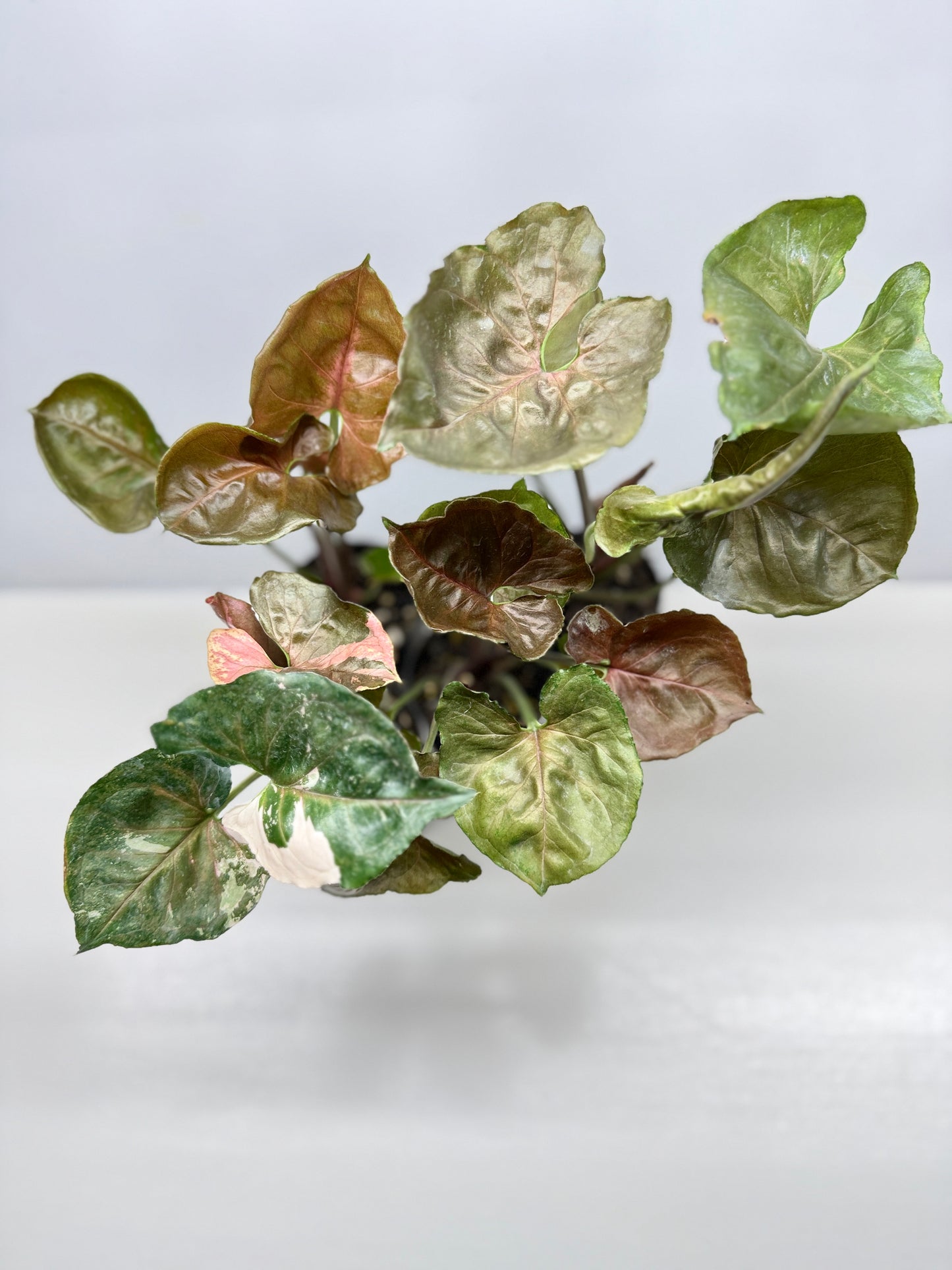 Syngonium Strawberry - Best Pick of the Crop!