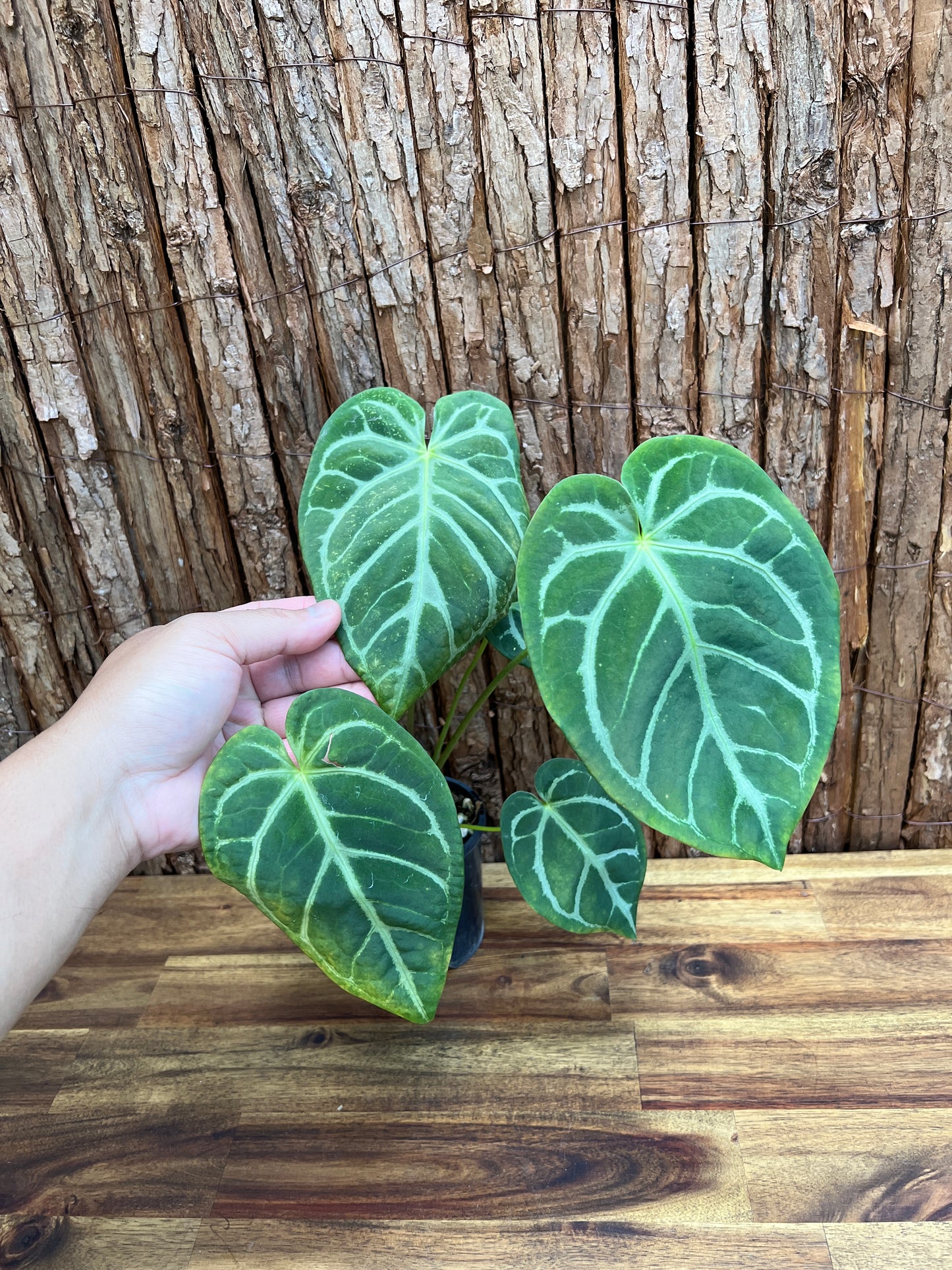 Anthurium 'Crystallinum x Lava Rock’ Z39