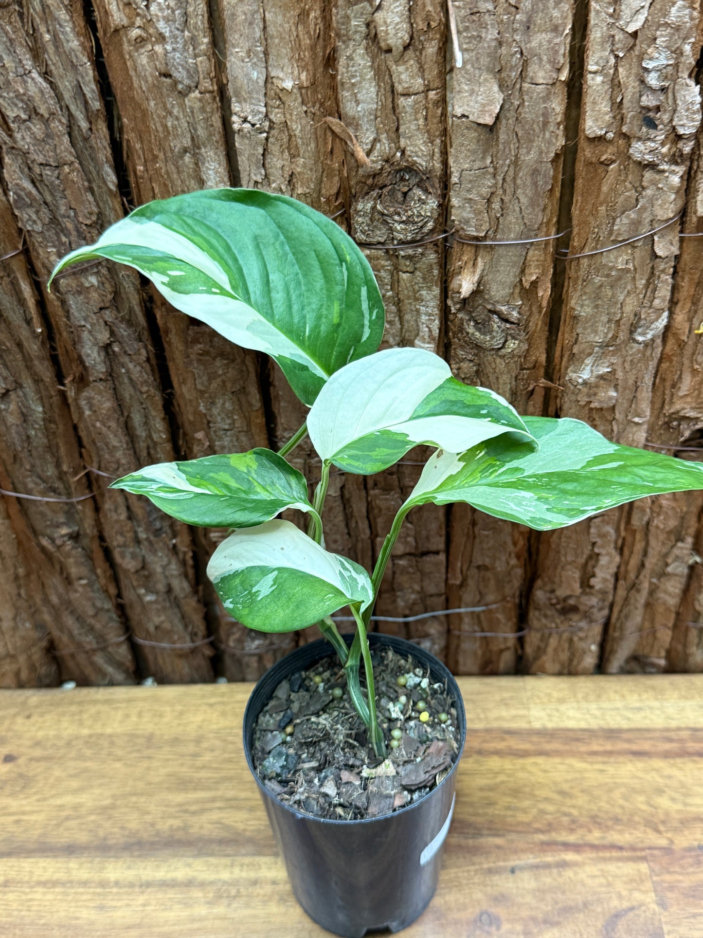 Monstera laniata Variegata