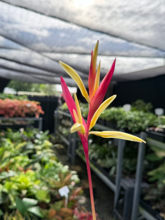 Heliconia Psittacorum Variegated 'Lady Di' H59